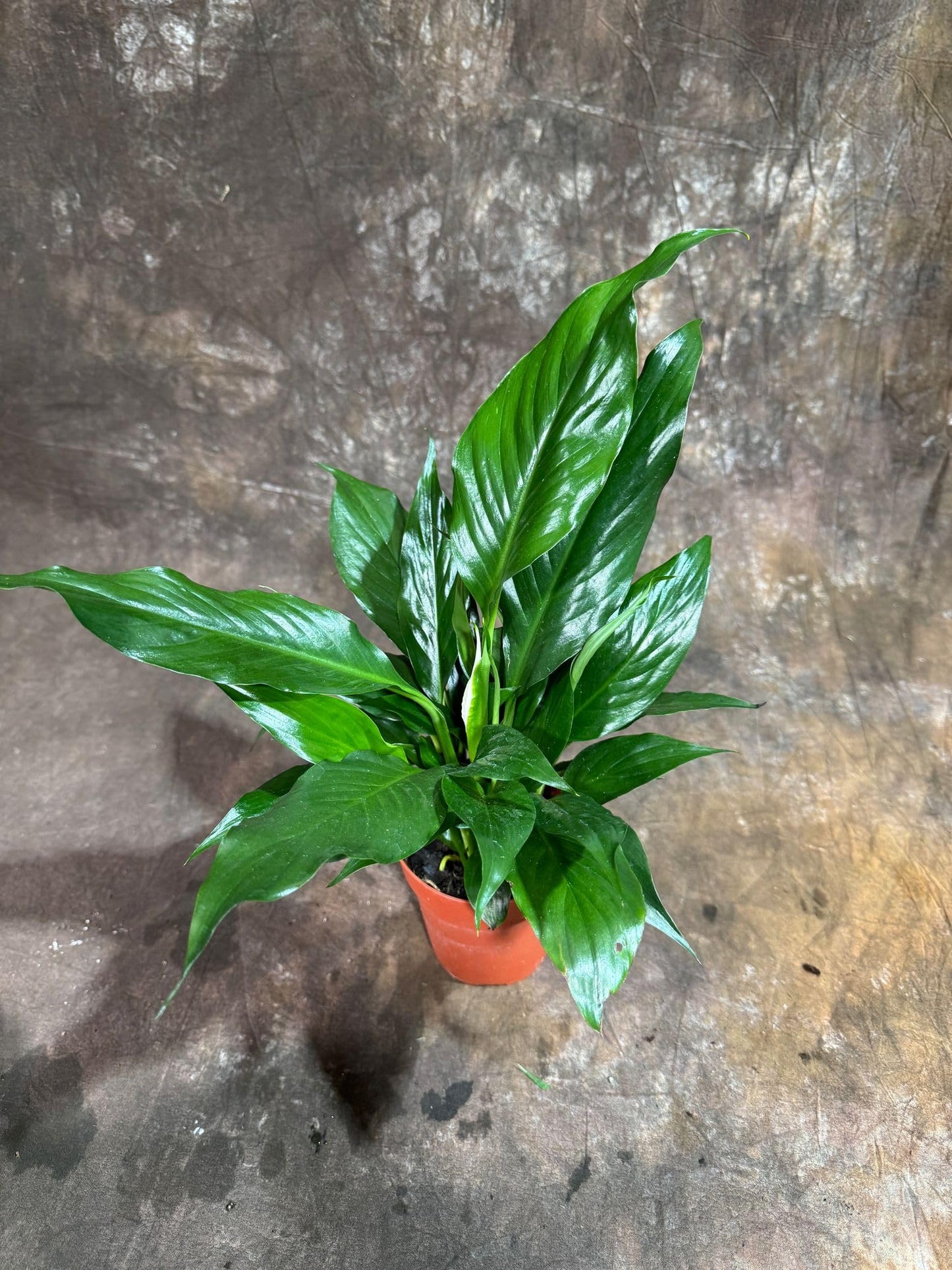 PLANTVERS Peace Lily Plant in a 4" Nursery Pot – Spathiphyllum Peace Lily – Live Indoor Flowering Plant – White Flowering Plant – Air Purifying & Low Maintenance Houseplant