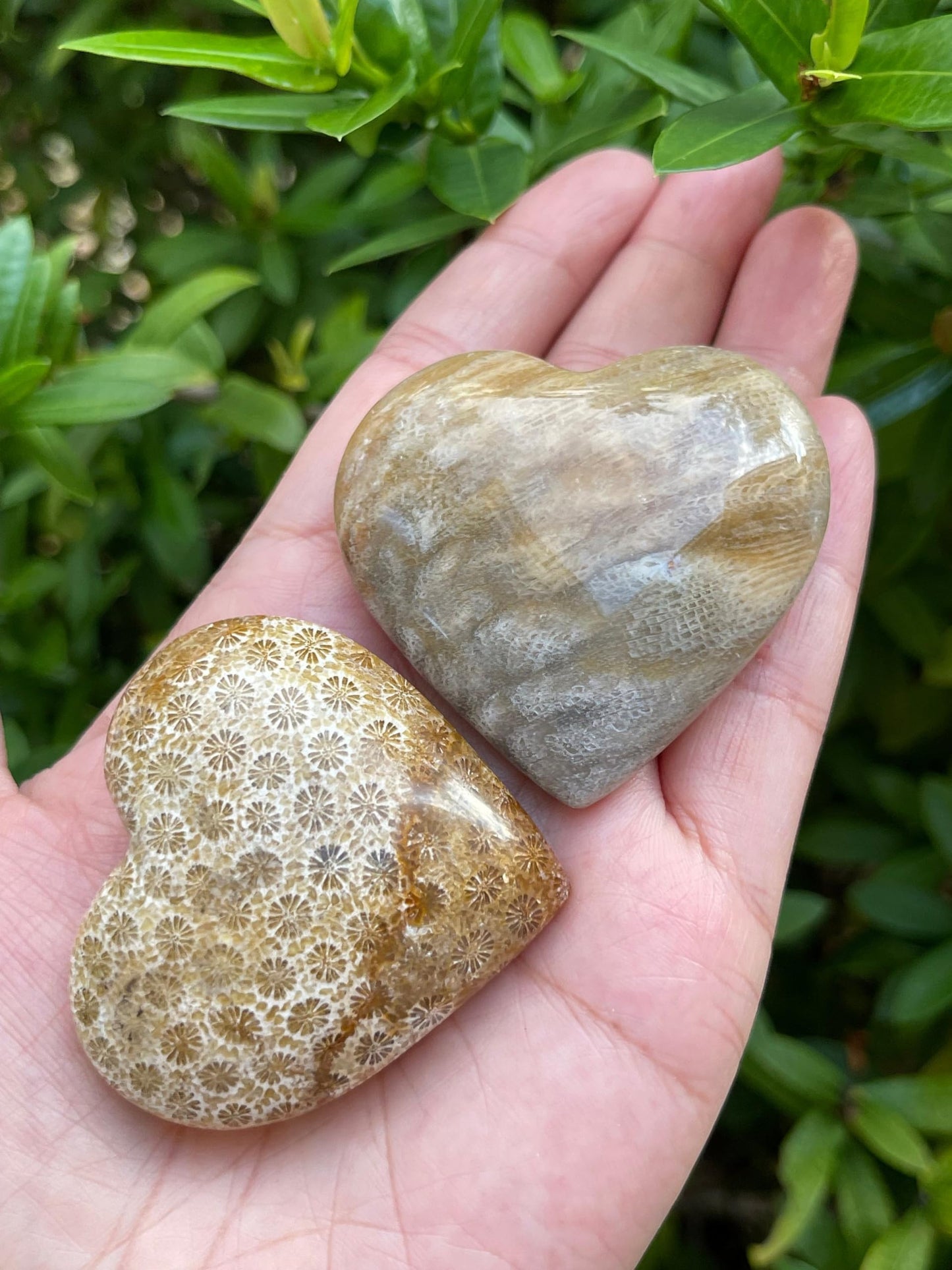 GAF TREASURES Fossil Coral Gemstone Hearts, Polished Fossil Coral Puffy Hearts, Fossil Coral Crystal Palm Stone, Fossil Coral Healing Crystal Hearts (1 Heart)
