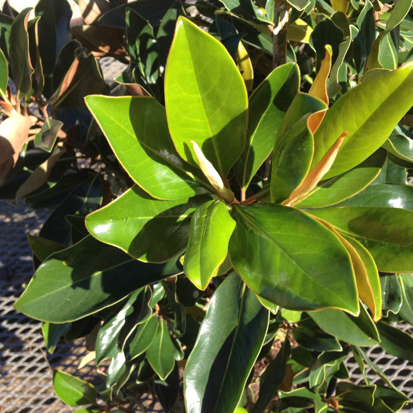 PERFECT PLANTS Bracken's Brown Magnolia Live Plant, 1-2', Includes Care Guide