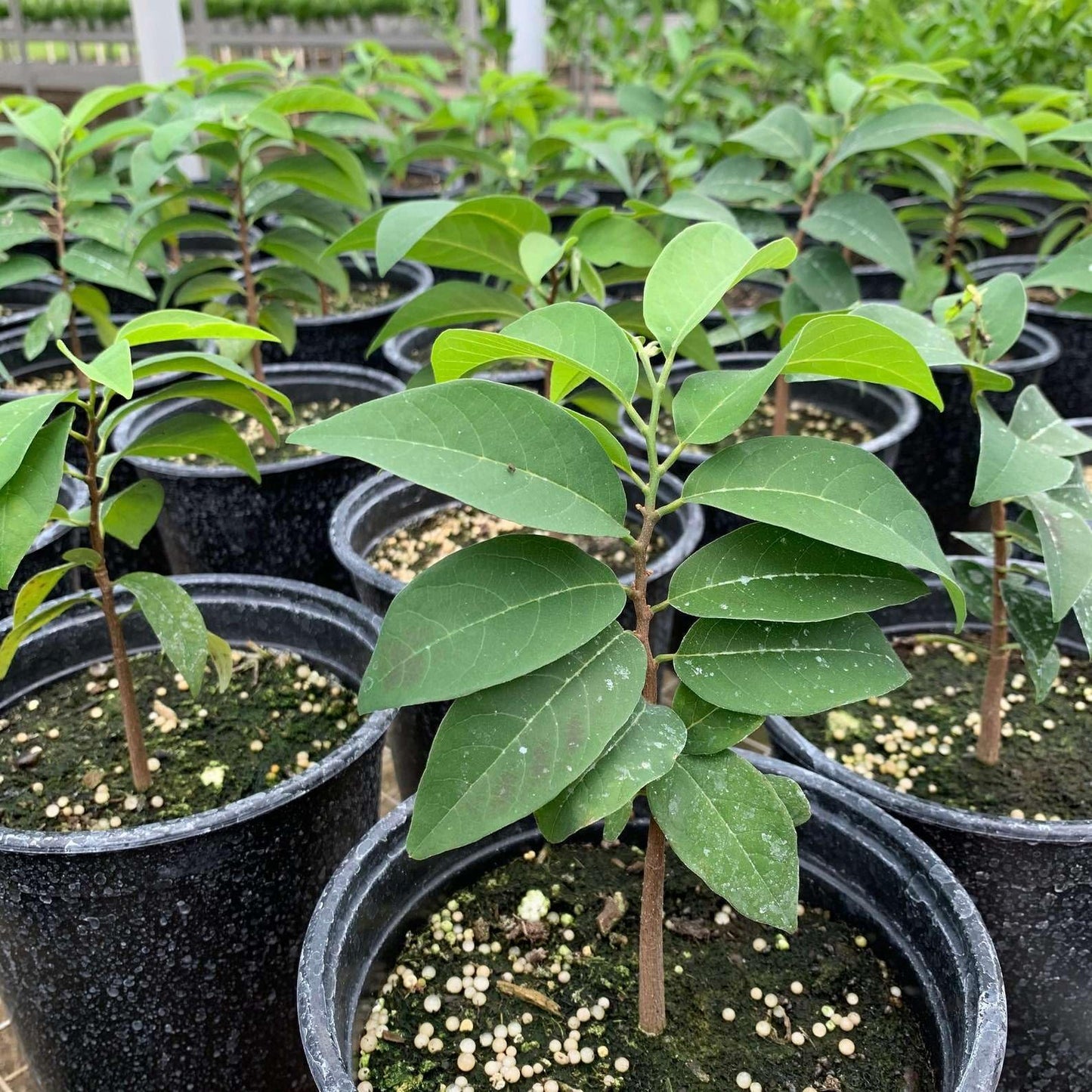 Live Plant - Red Sugar Apple (Annona Squamosa) Vibrant Live Fruit Tree 12”-24” Thriving