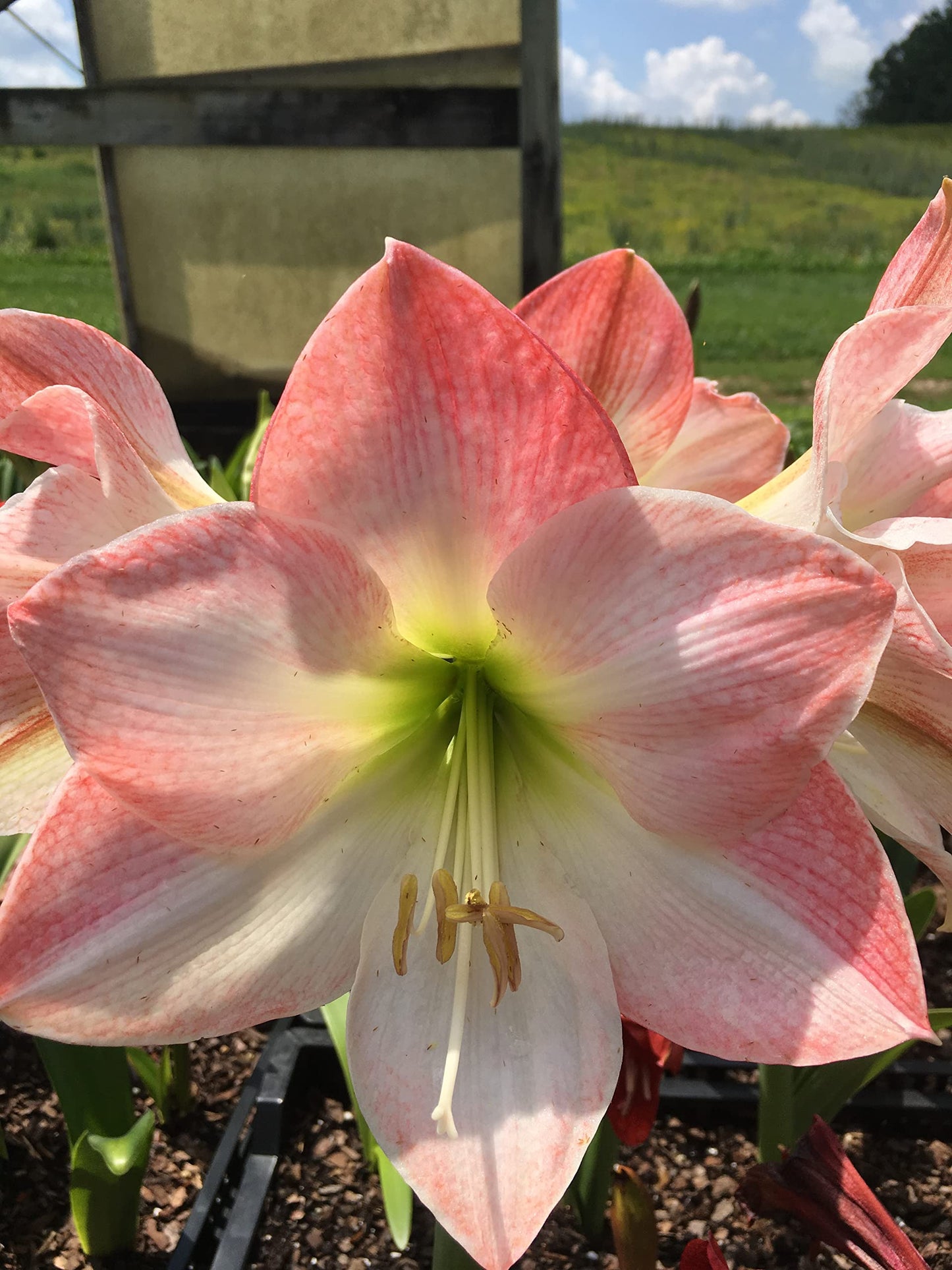 2 Amaryllis Apple Blossom Huge Bulb 28-36cm! Great Holiday Gift! Easy Grow Bulbs!