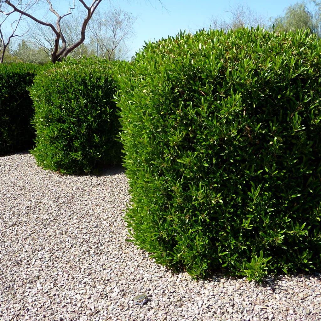 Palm Beach Medicinal Herbs - Hopbush (Dodonea viscosa) - Packet of 10 Seeds
