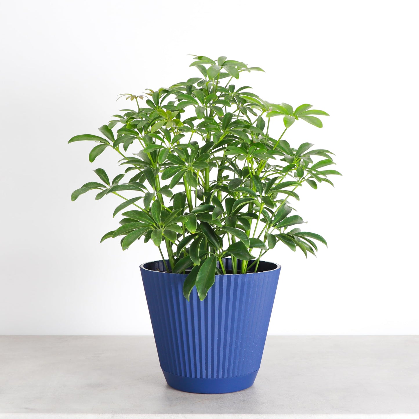 Thorsen's Greenhouse Live Arboricola Umbrella Tree Plant, Schefflera Arboricola, Natural Air Purifier, Easy to Grow, Live Indoor Houseplant, 6-inch Diameter (Navy (6" Pot))