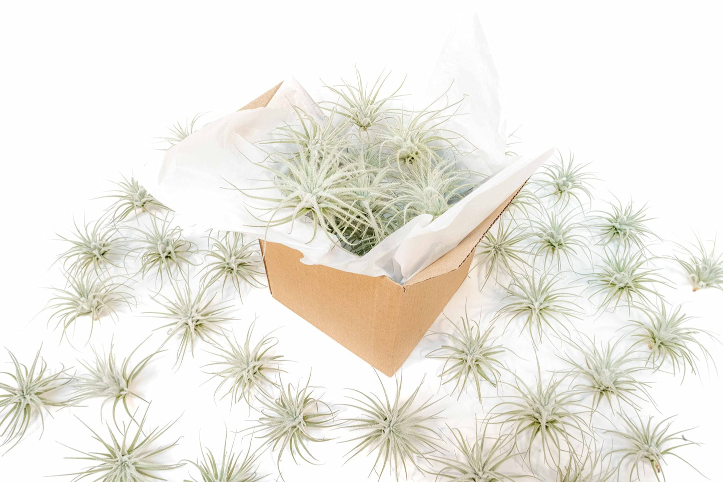 Air Plant Shop 10 Pack Rare Tectorum Ecuador Air Plants - Unique, Bright White, Nursery-Grown Tillandsia House Plant with Fuzzy Trichomes for Terrariums, Driftwood & Living Walls - Wholesale