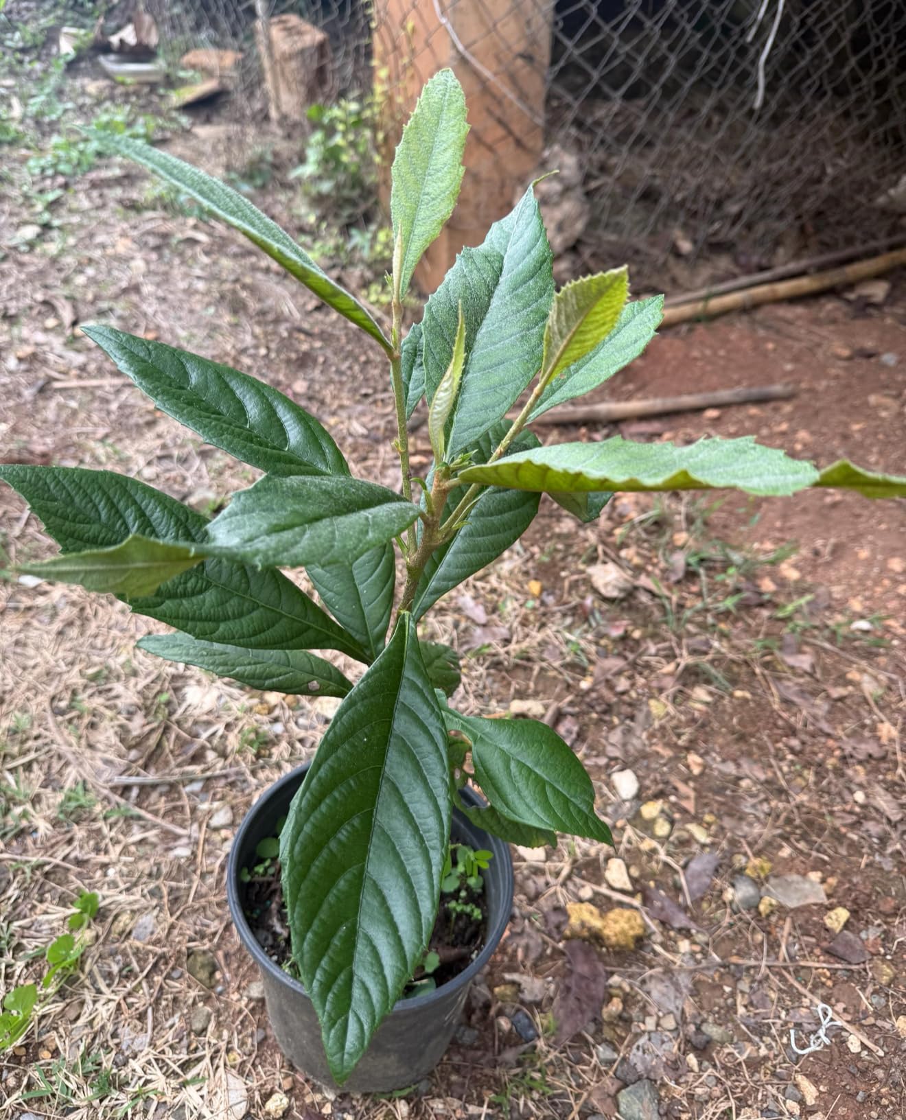 Loquat(Eriobotrya Japonica) Nispero Japones Live Tree(Japanese Plum) Plant (1-2ft