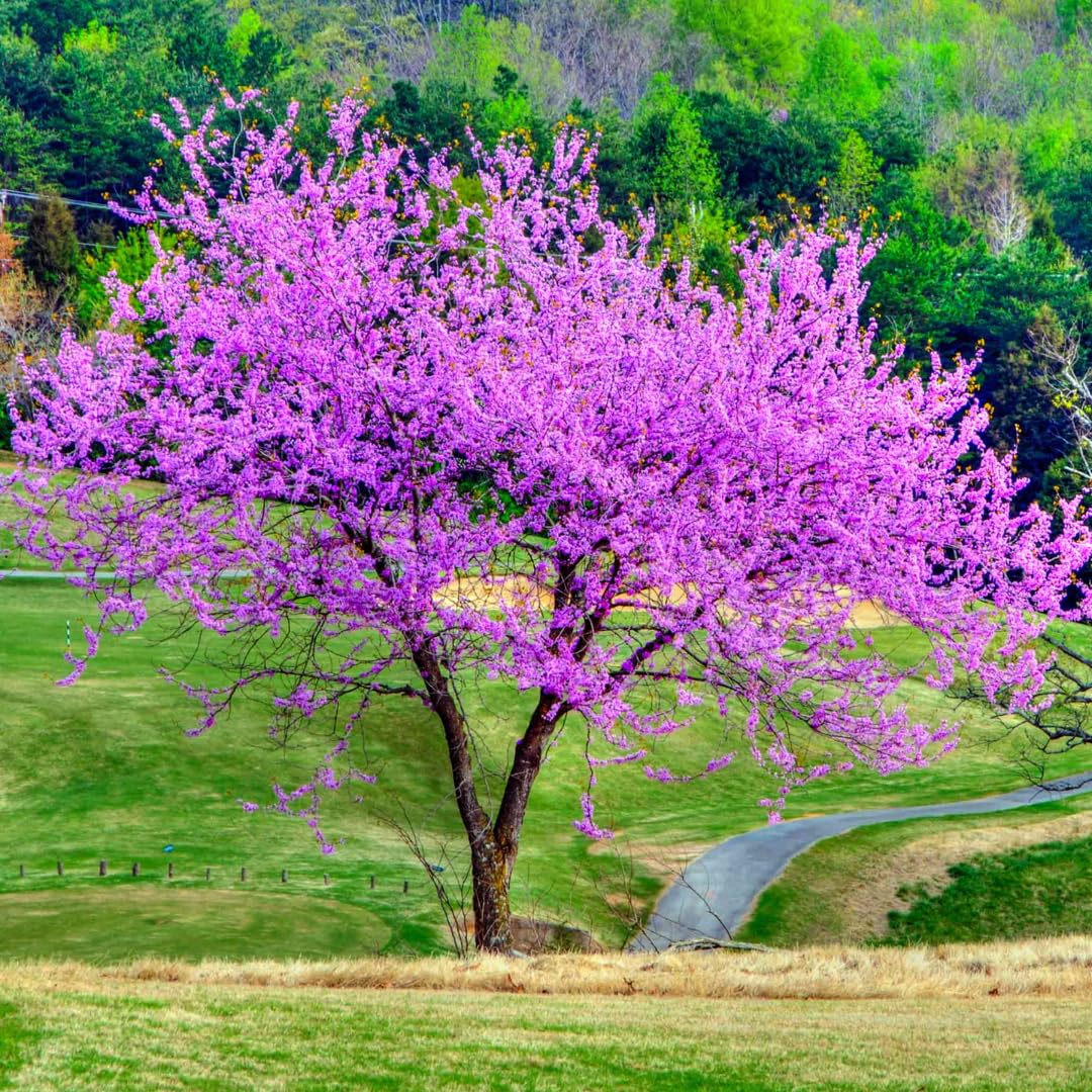 Eastern Redbud Tree Live Plant - 12-18 Inch Tall in Quart Pot, Redbud Live Trees, Beautiful Spring Pink Blossoms, Low-Maintenance Starter Tree for Outdoor Landscaping