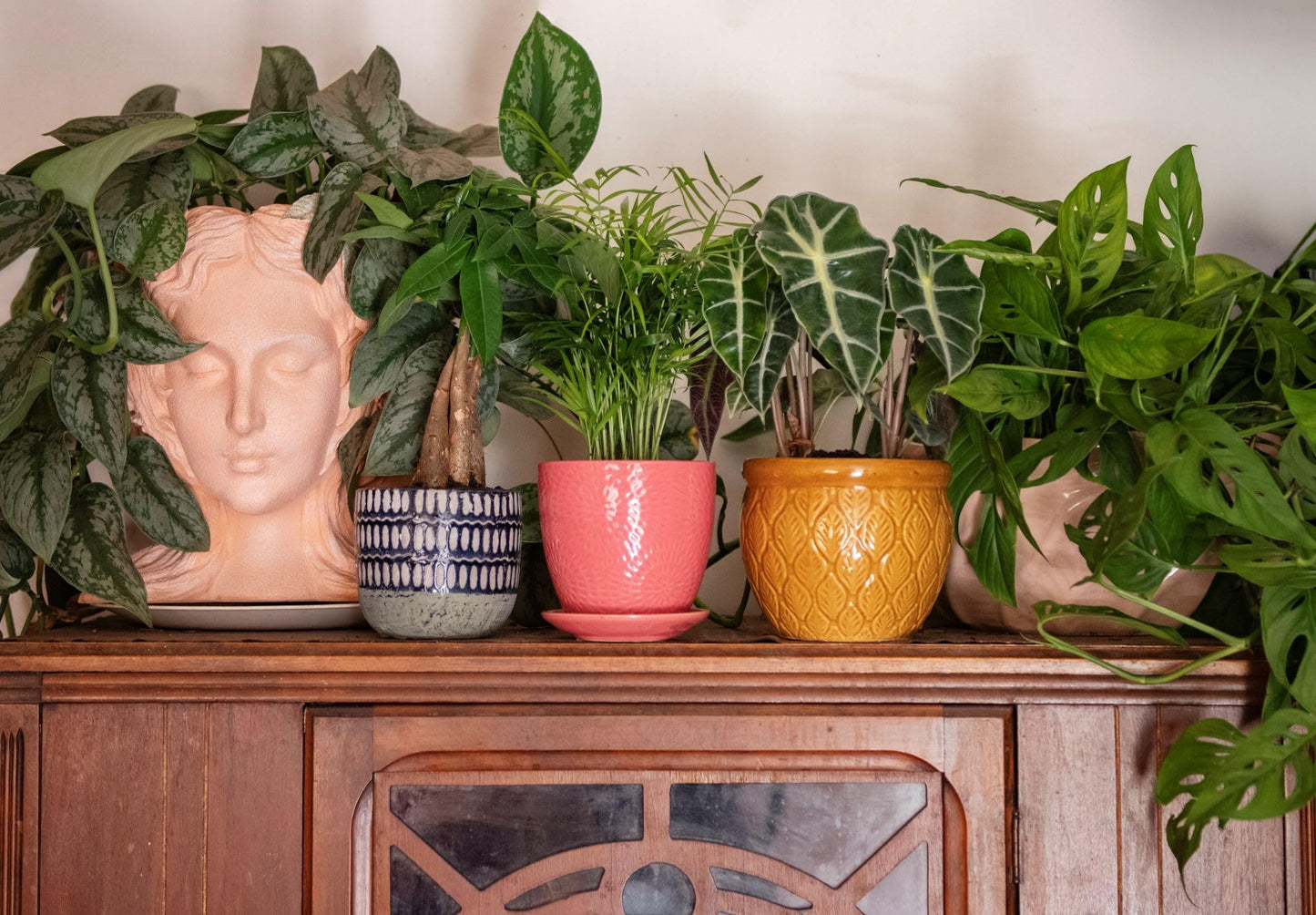 American Plant Exchange Alocasia Polly African Mask – 6-Inch with Pot – Live Easy Care Tropical Houseplant, Air Purifying Foliage for Home, Office, or Indoor Garden Decor