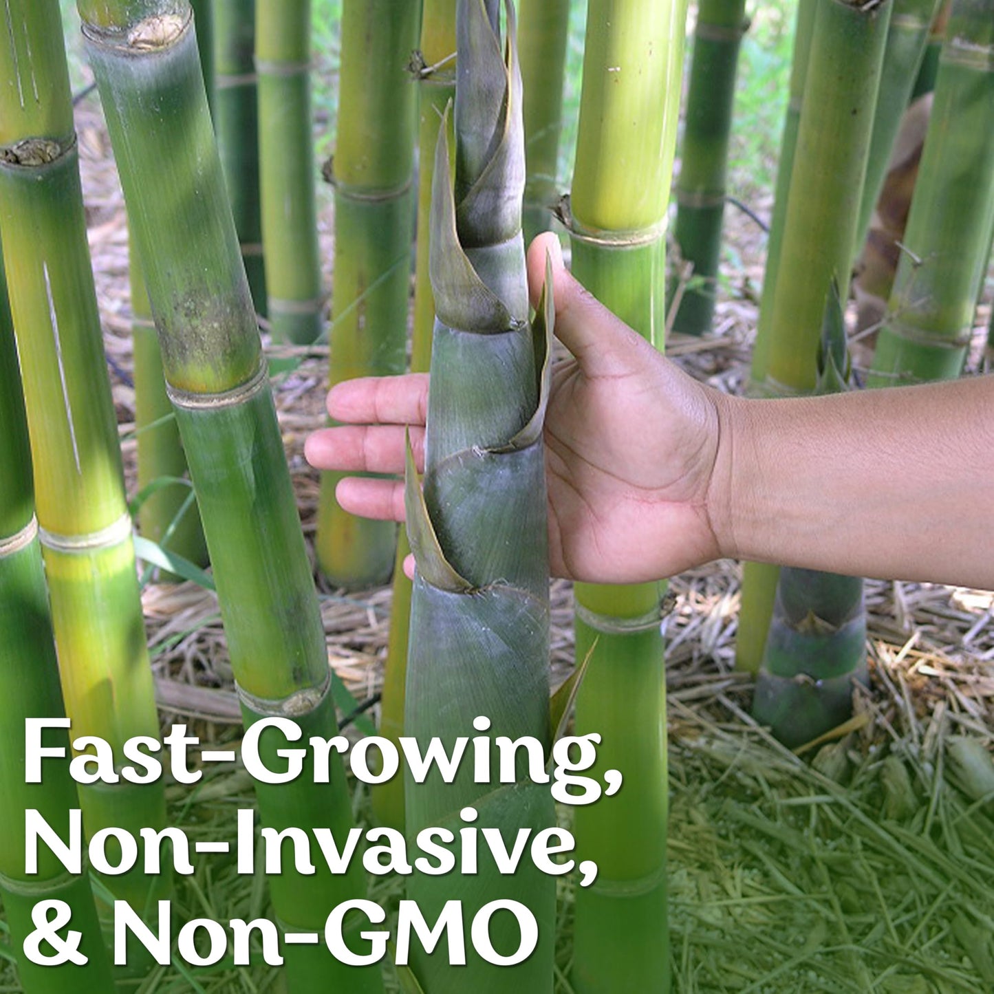 KVITER 50 Bamboo Seeds (Bambusa Oldhamii) – Clumping, Fast Growing, Edible Shoots, Non GMO Bamboo Privacy Screen Organic Seeds for Planting – Perfect Shade Provider & Ornamental Plant