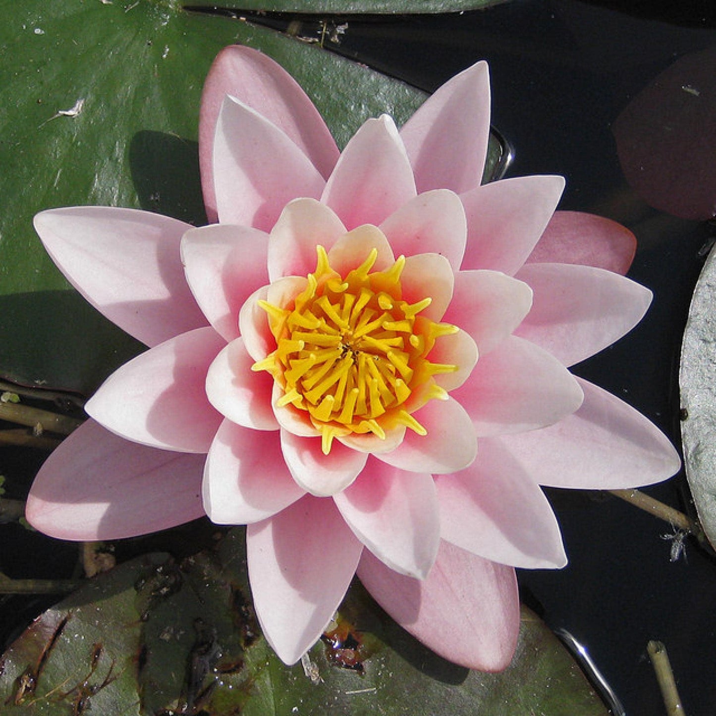 Chalily Water Lily Aquatic Plants Live Lilies Real Small or Big Pond Plant Lilly Ponds Cold Hardy Pads Grow waterlillies Flowering rhizomes Outdoor lilys Waterlily Lillies pre Grown lillys pad Pink