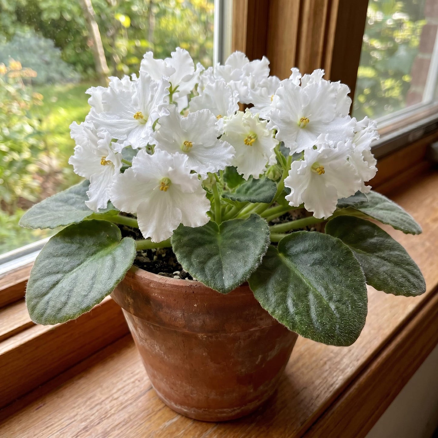 African Violet Plant Live in 4 Inch Pot, Indoor Flowering Houseplant, Compact Blooming Plant for Home or Office (White Blooms)