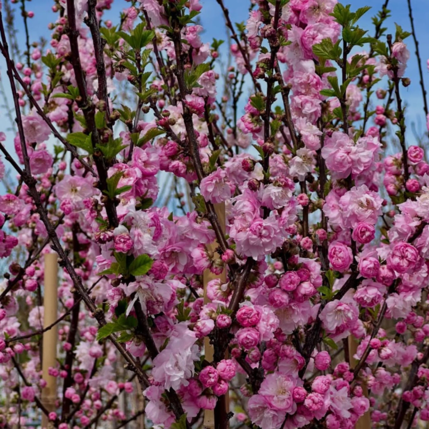 Almond Live Tree Plant, Pink Flowering Almond in Quart Pot, 8-10'' Tall, Perennial Ornamental Flower for Outdoor Garden