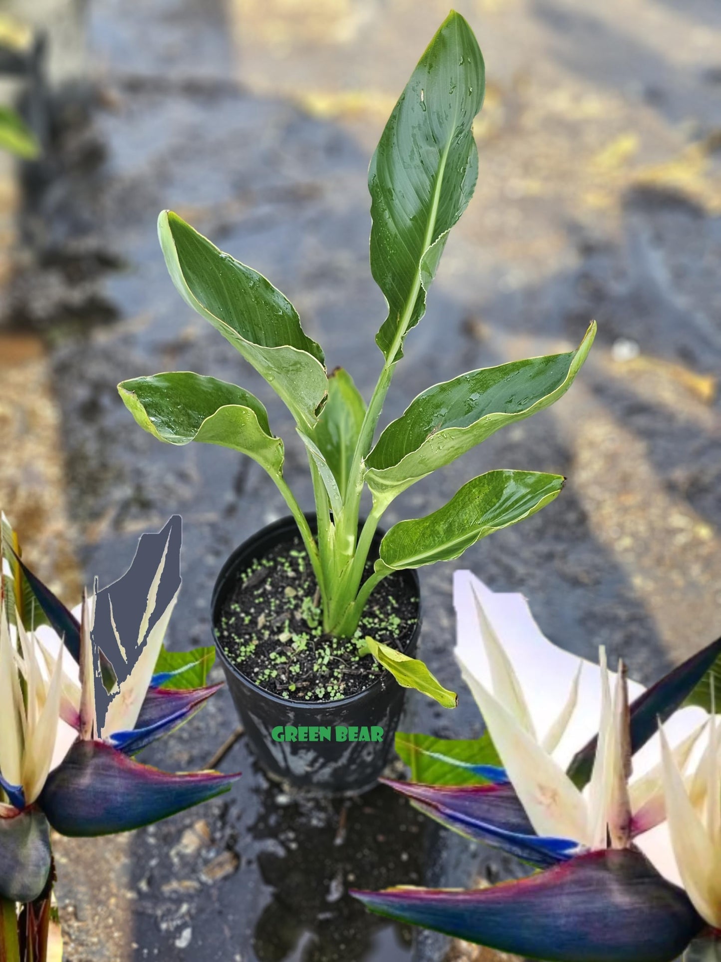 Green Bear Garden Bird of Paradise Plant, Live Tropical Strelitzia Reginae, Indoor Outdoor Houseplant (White, 1 Gallon)
