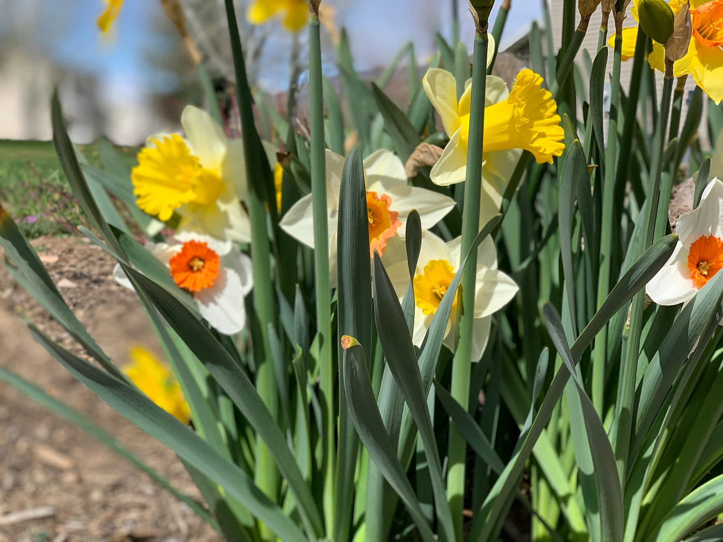 Large Cupped Daffodil Bulbs Sunshine Mix
