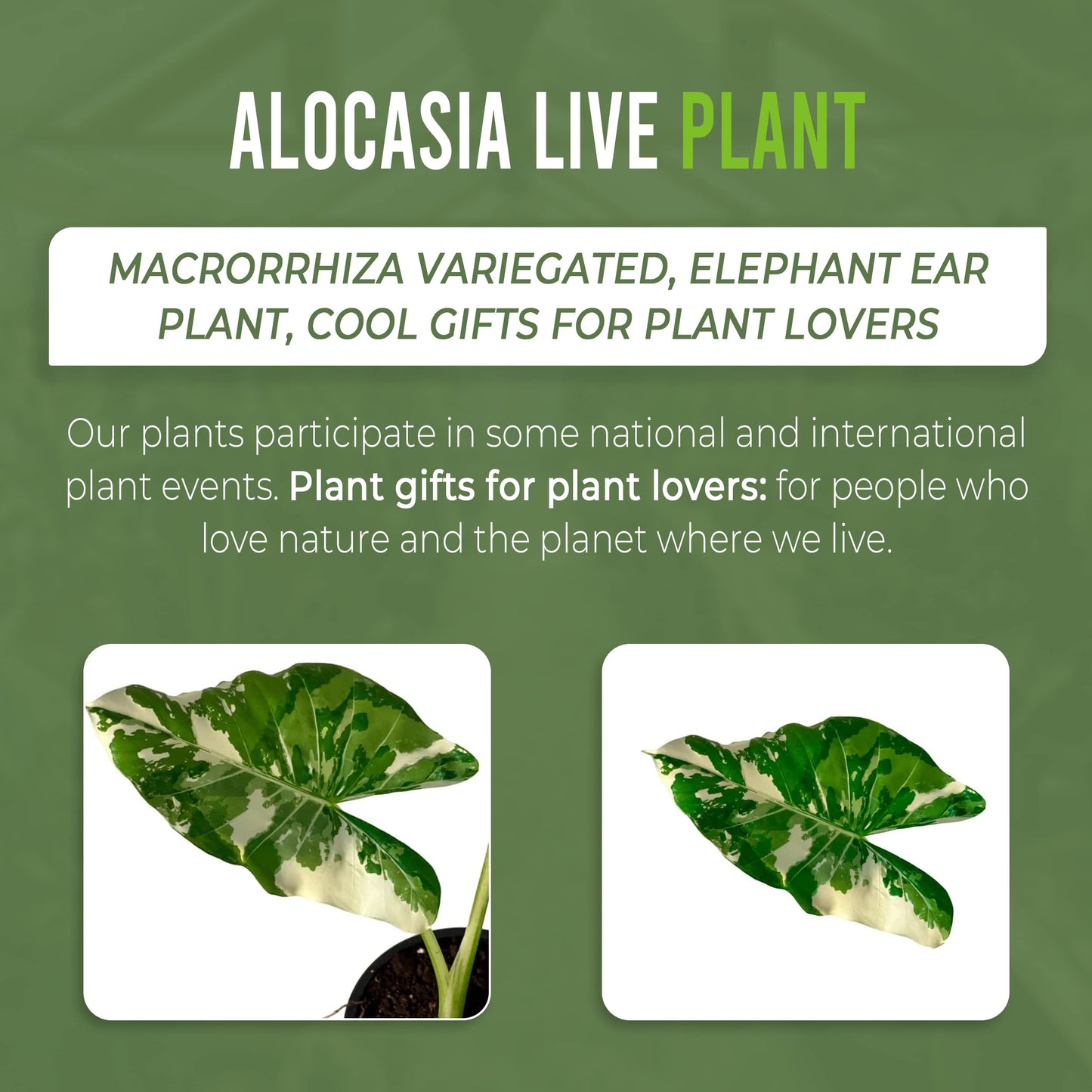 LEAL PLANTS ECUADOR Alocasia Macrorrhiza Variegated (Pack of 2),| Alocasia Live Plant, Variegated Live houseplant| Rare Indoor Plants, Perfect for Home Decor, Unique Gift for Plant Lovers