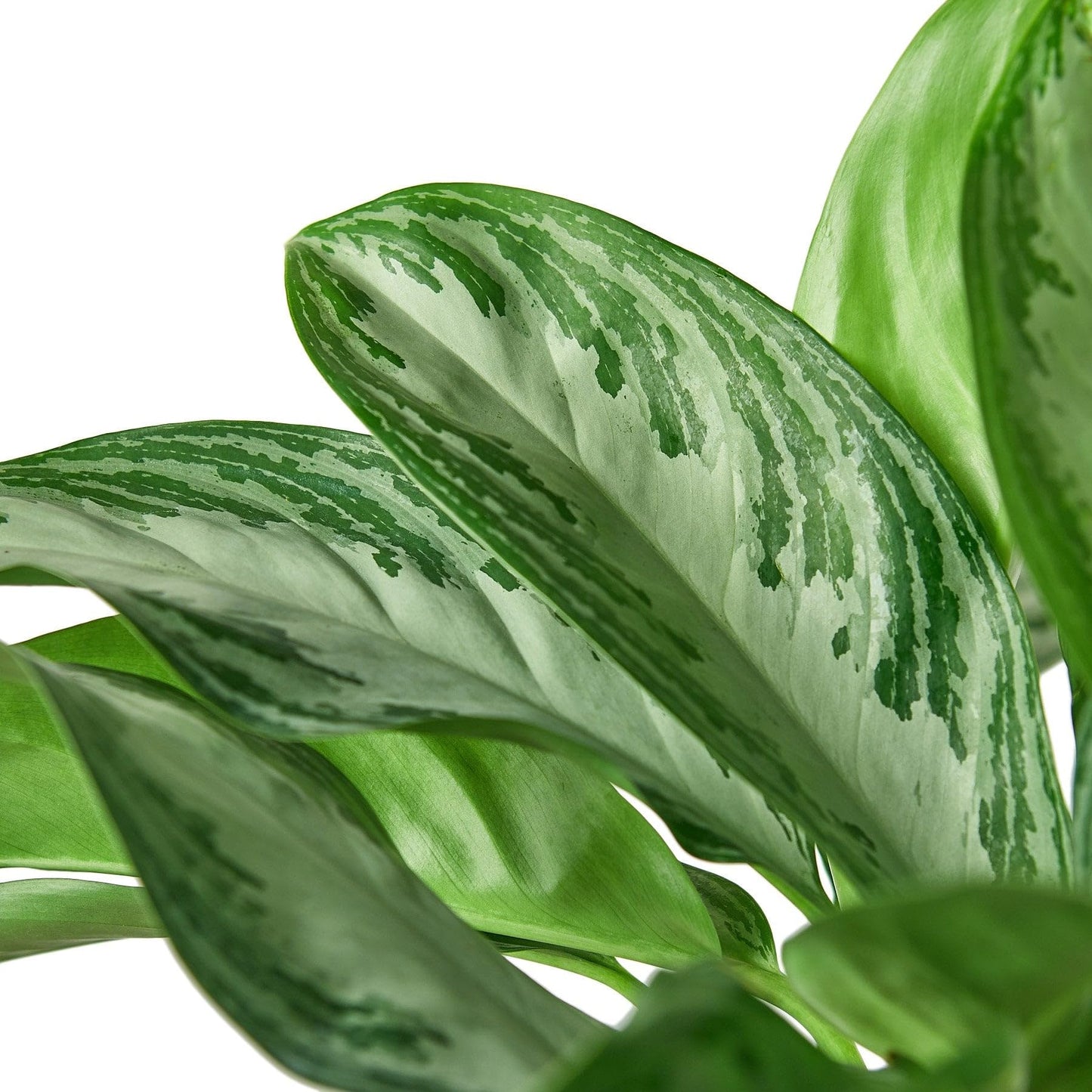 Chinese Evergreen 'Silver Bay' in 6in Pot - Live Plants Tropical Houseplants | Variegated | USA Growers | The Snobby Leaf