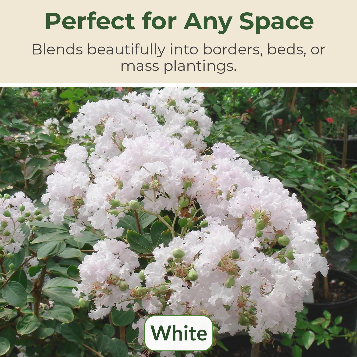 Crape Myrtle Natchez Shrub with White Flowers - Summer Blooming Flowering Trees in 3 Gal Pot - Grows Upto 12-16' x 6-8' - Low Maintenance Shrubs (1 Count)