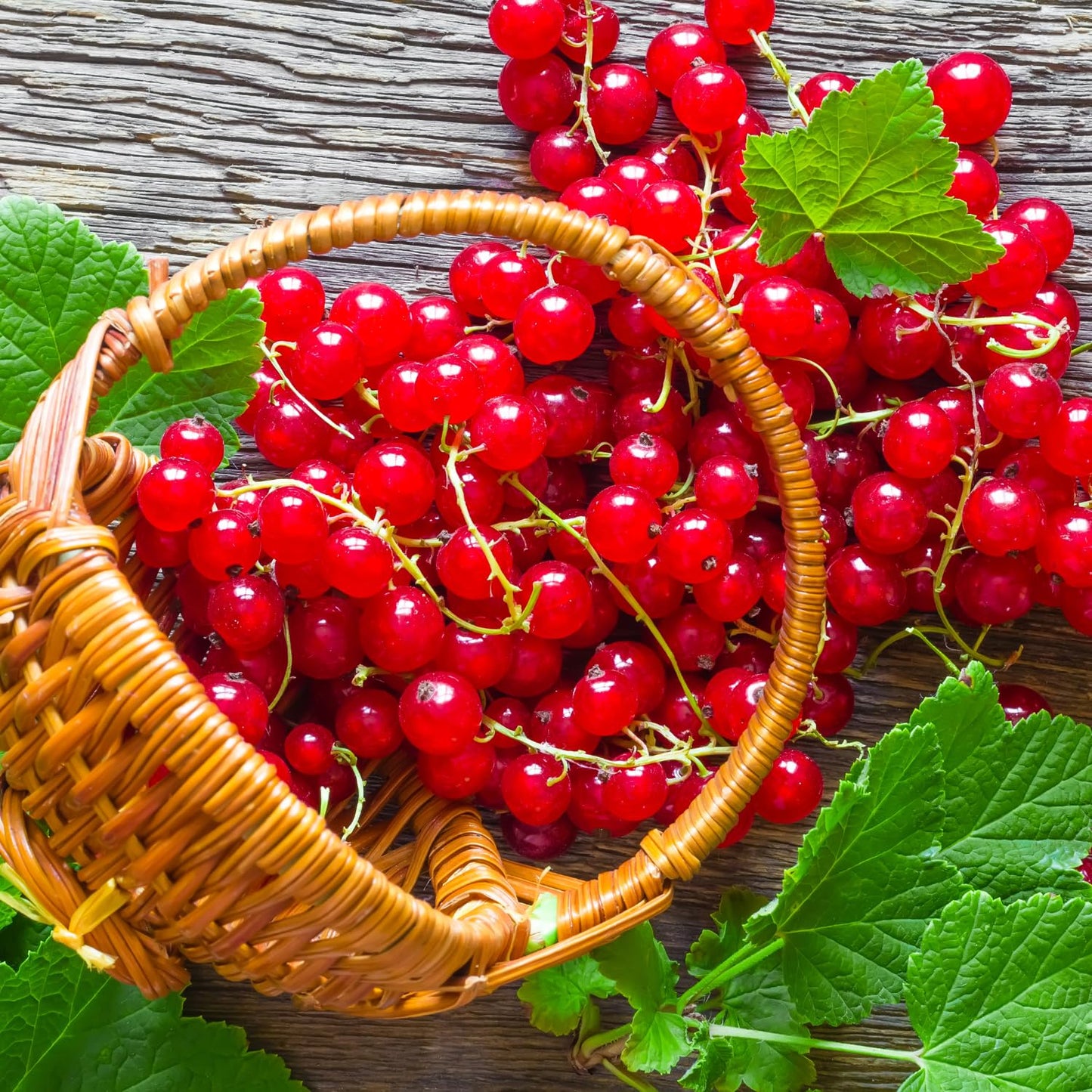 Red Currant Bush Live Plant Well Rooted, 1 Year Bare Root, Red Currant Berry Plant Live, Currant Tree