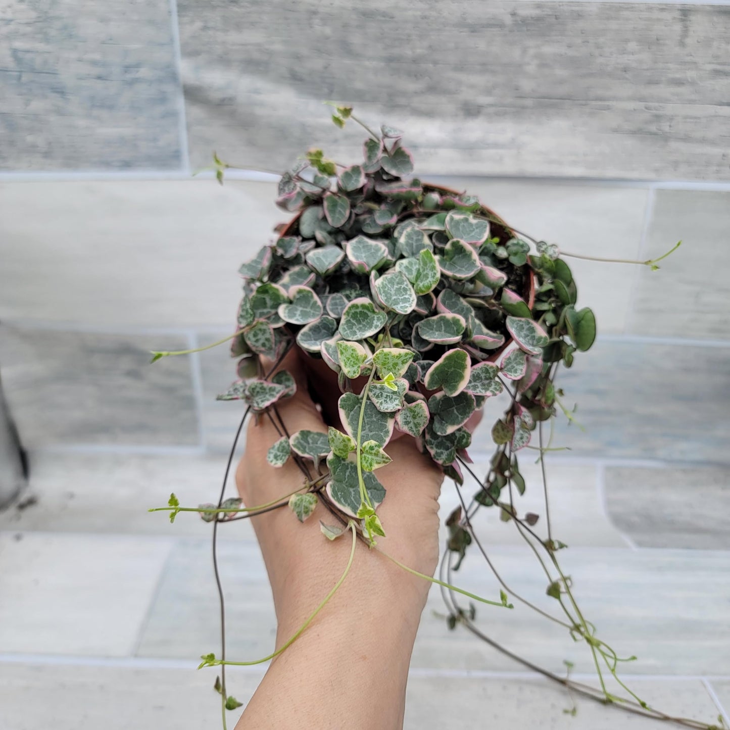 Rare Variegated String of Hearts - Ceropegia Woodii Variegata, Live Houseplants in 4" Pot by 3exoticgreen | Indoor Plants, Live Indoor Plants | Variegated Purple Hearts Plant