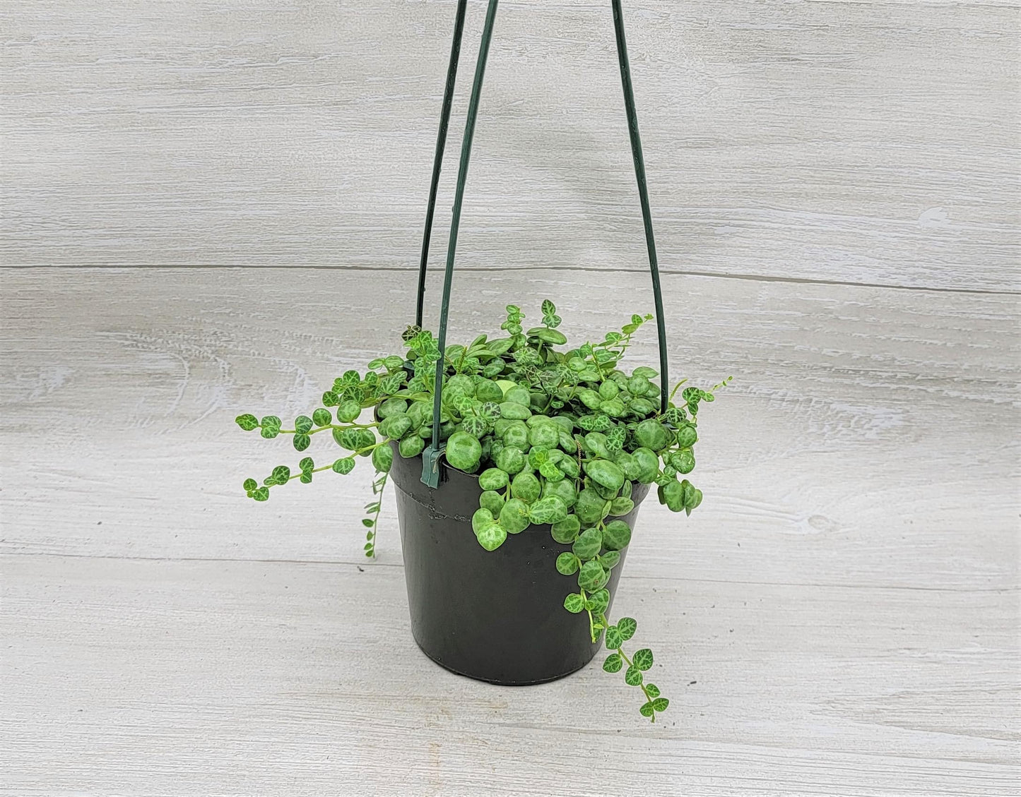 String of Turtles,Peperomia Prostrata Plant Live Rare Houseplants All Plants are Fully Rooted Plants in 4 inch Hanging Pot by 3exoticgreen