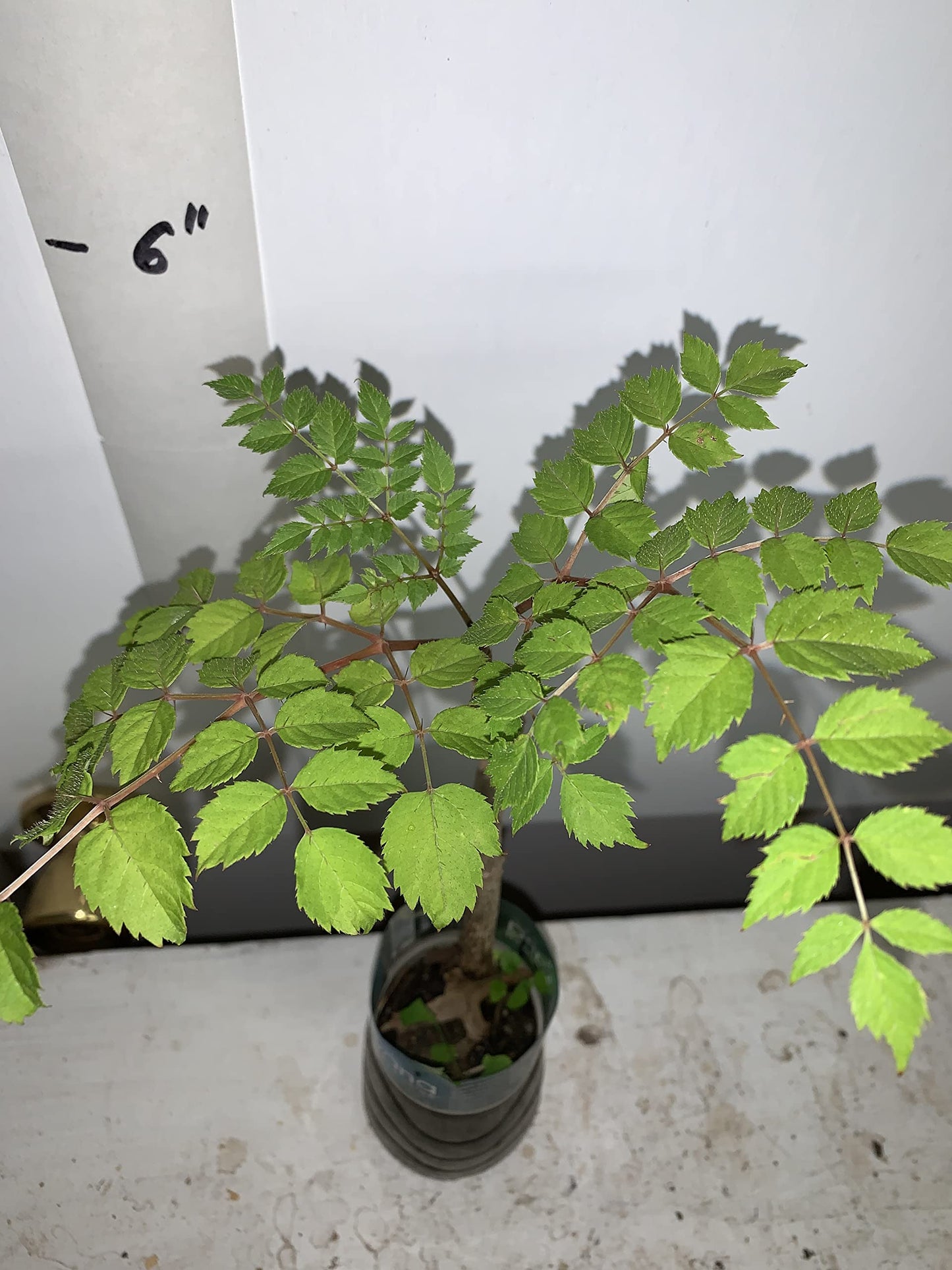 4-6" Tall Aralia spinosa Rare Exotic Hardy Small Starter Tree - 1 Plant Devil's WALKINGSTICK