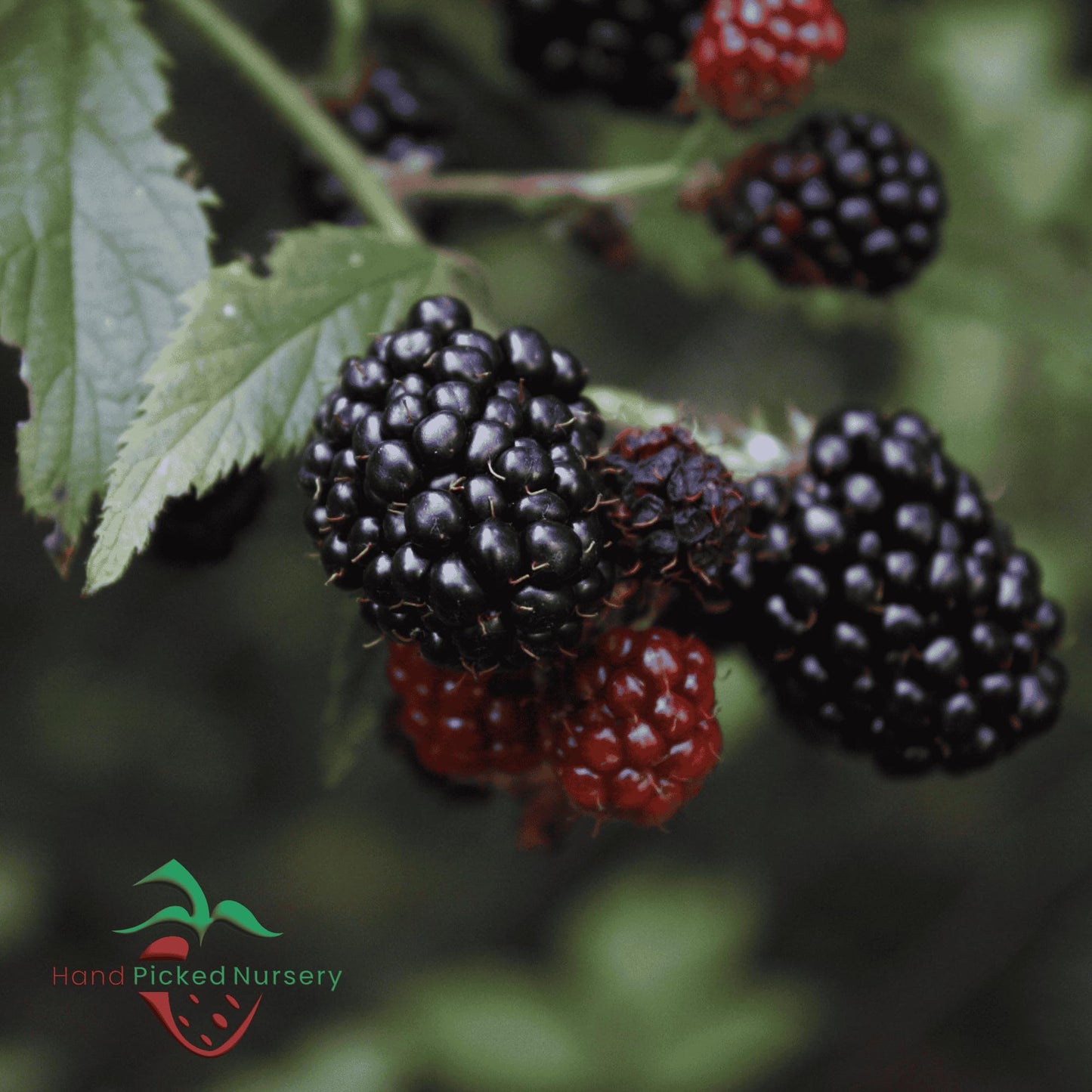 'Chester' BlackBerry Plants - Thornless, Winter Hardy, and Productive Blackberries from Hand Picked Nursery (5)