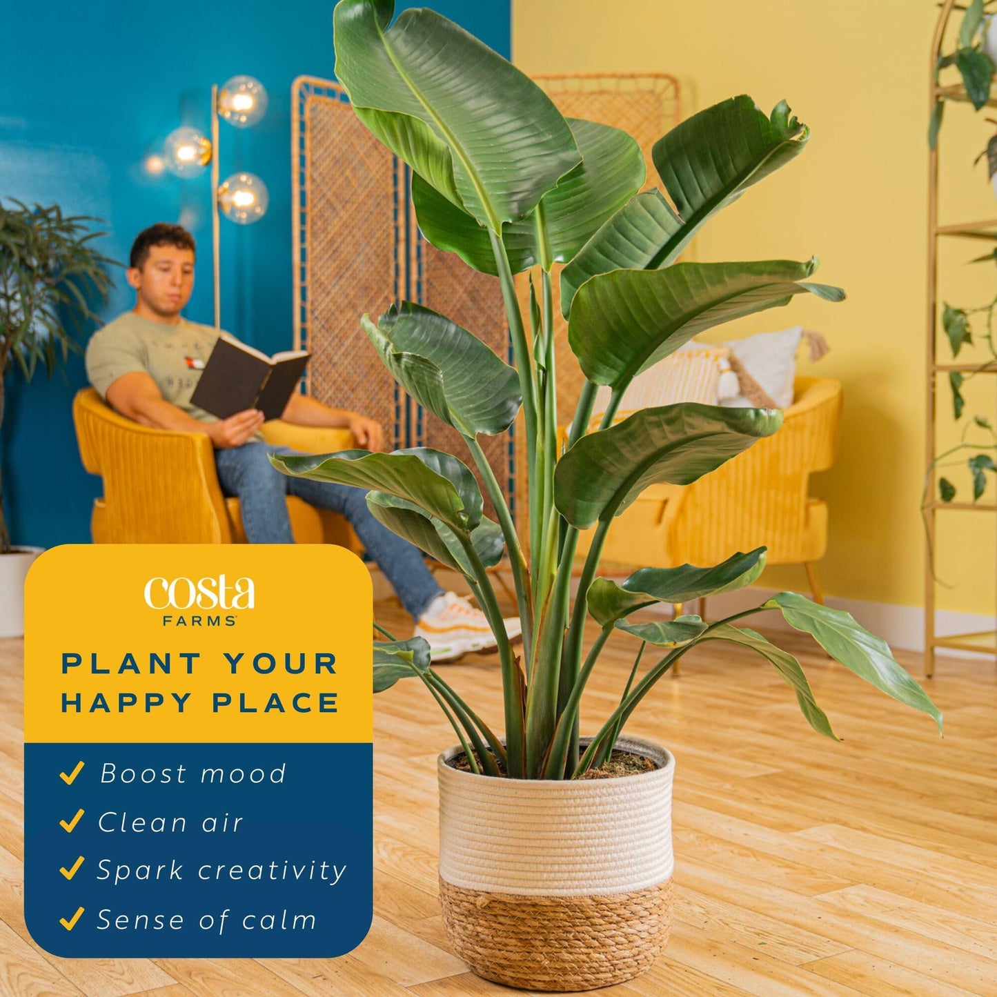 Costa Farms White Bird of Paradise Live Plant in Decorative Pot, Large Indoor Houseplant, Perfect for Home, Room, or Office Decor, Great House Warming or Birthday Gift, 2-3 Feet Tall