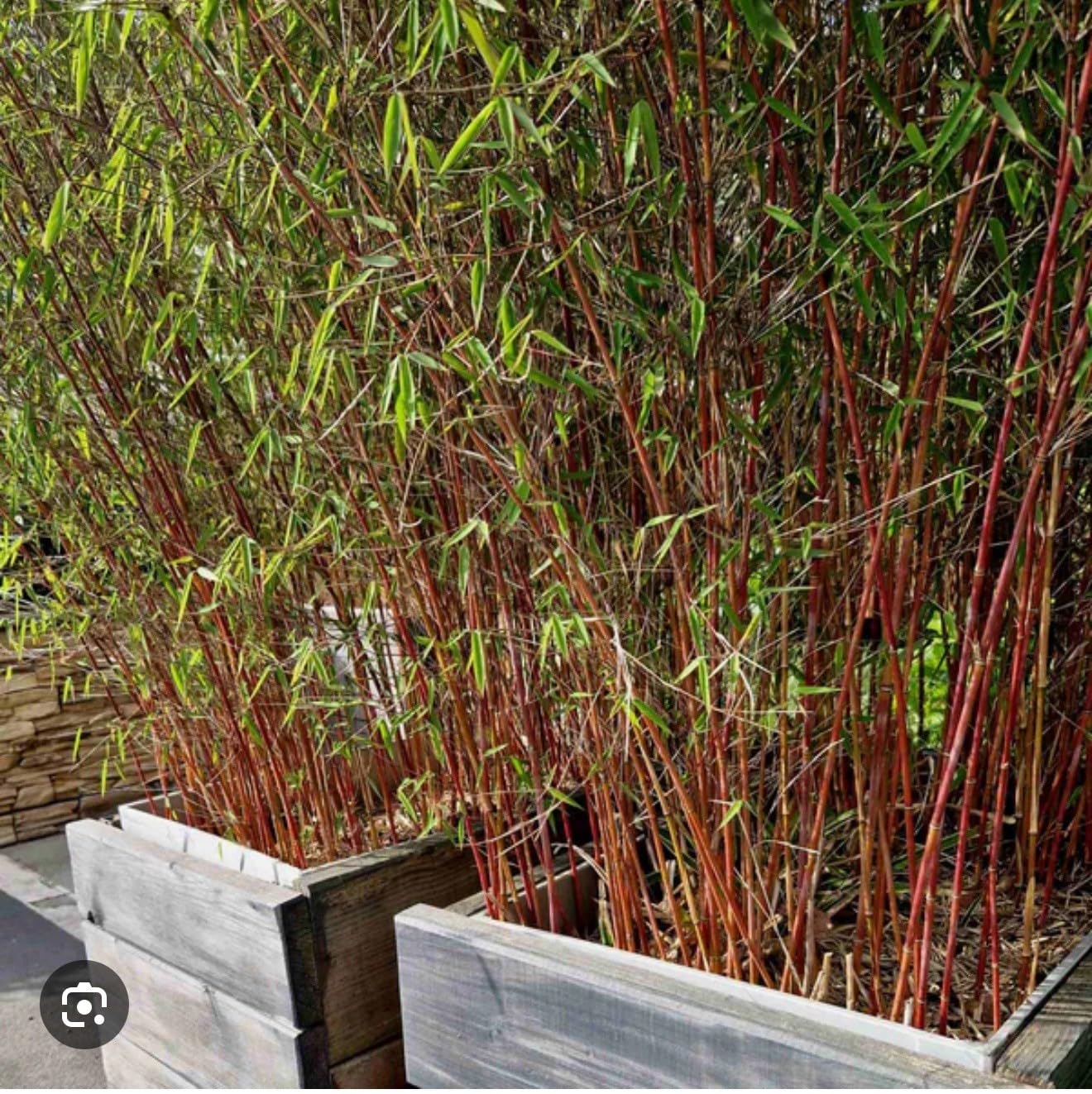 Live Plant - Scabrida Bamboo-fargesia-Rooted Plant-Clumping Non-Invasive-Cold Hardy-18-24”