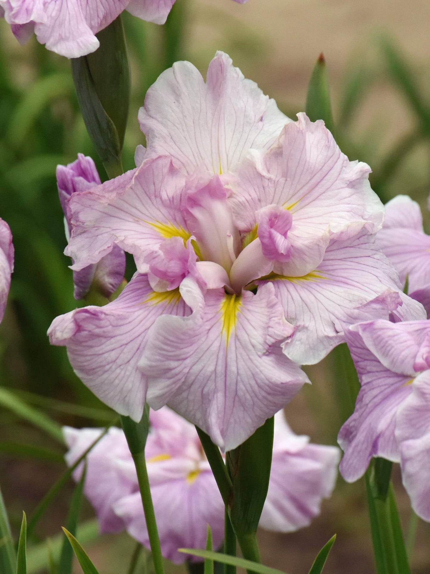 Perennial Farm Iris Ensata 'Pinkerton' – Live Japanese Iris in #1 Container, Soft Pink Blooms with Yellow Accents, Tall Elegant Stems, Moisture-Loving, Ideal for Water Gardens & Borders