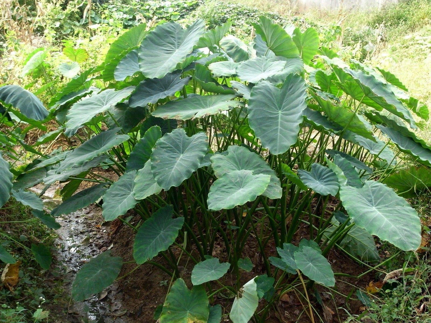 3 Jumbo Elephant Ear bulbs (Colocasia esculenta) Tropical Plant .