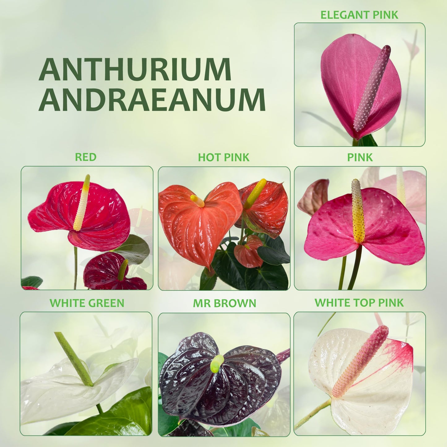 LEAL PLANTS ECUADOR Anthurium Andraeanum White Top Pink Live Plant (Pack of 2) Easy Care, Air-Purifying Indoor Plant for Wellness & Home Decor, Office Desk, Unique Sustainable Gift