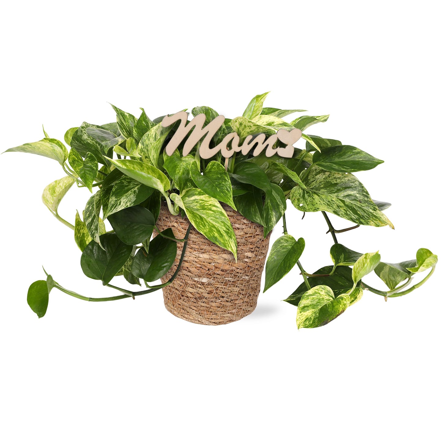 Green Circle Growers 5" Pothos in a Seagrass Pot with Mom Pick, Live Indoor Plant, House Plant