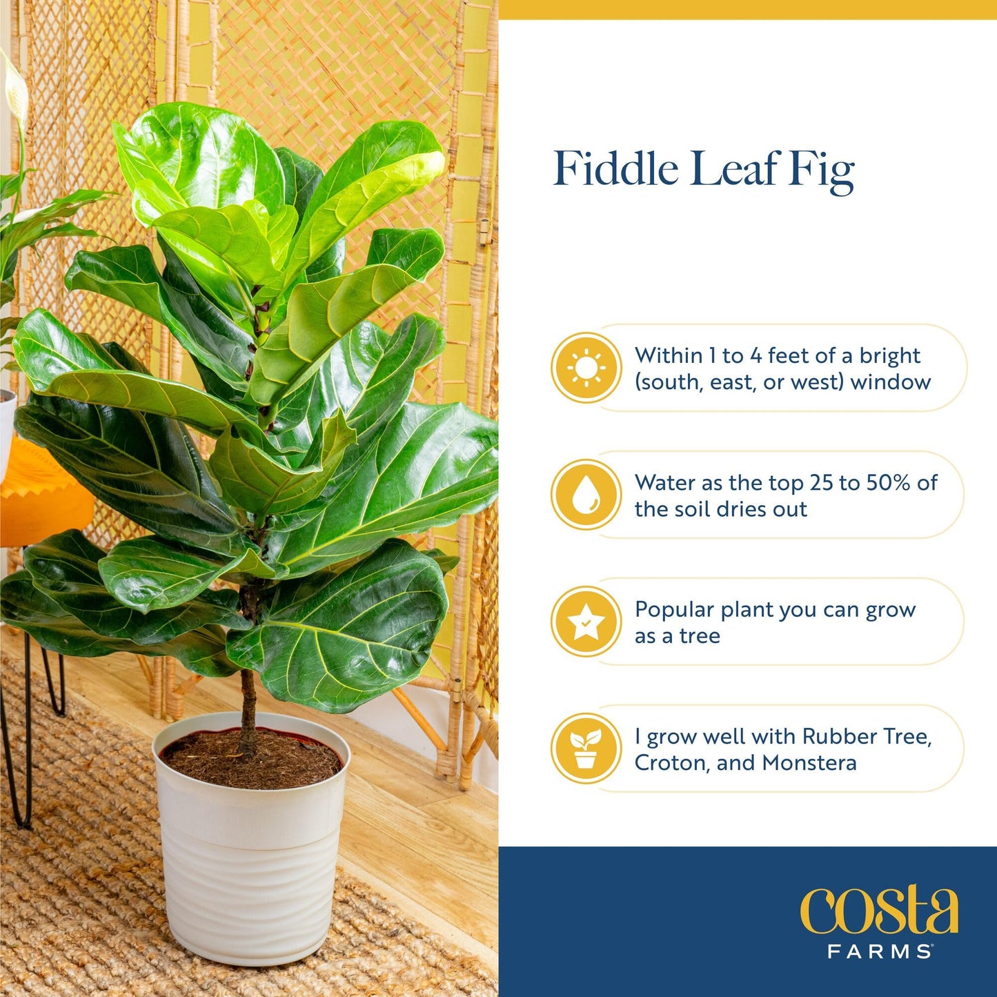 Costa Farms Fiddle Leaf Fig, Live Indoor Ficus Lyrata House Plant Potted in Modern Decor Planter, Floor Plant in Potting Soil Mix, Housewarming Gift, Room, Home, Office Decor, 2-3 Feet Tall