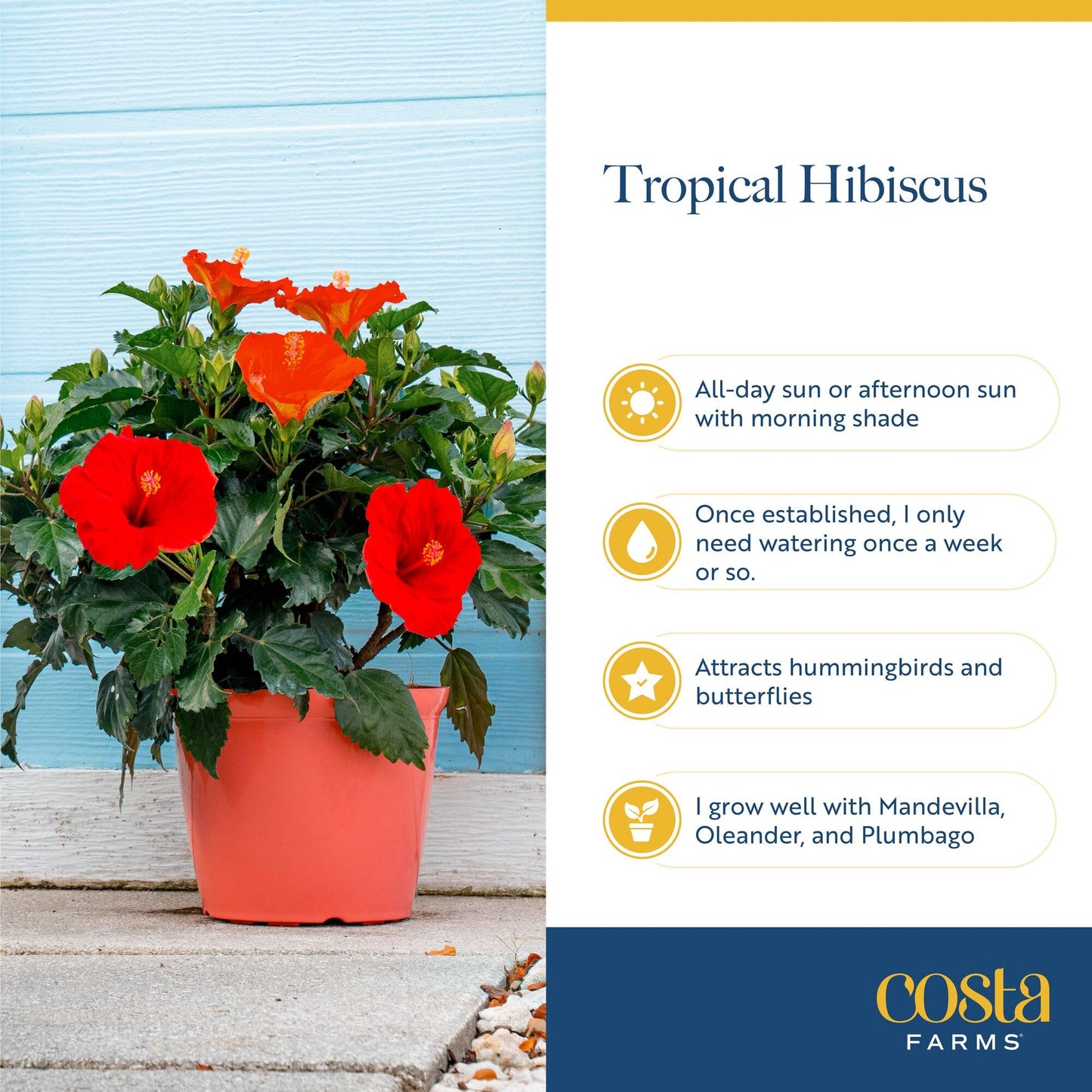 Costa Farms Live Orange Hibiscus Plant, Exotic Tropical Outdoor Flowering Shrub, 16-Inches Tall - Real Summer Garden Flowers for Patio, Deck & Porch - Hummingbird & Pollinator Attractor