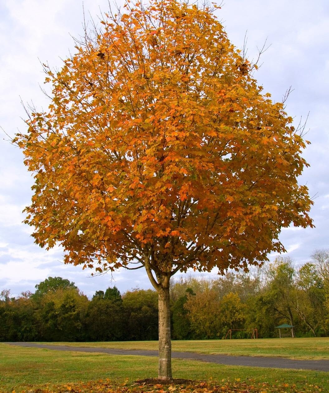 Live Plant - 2 Sugar Maple Trees - Live Plants - 10-18" Tall - Quart Pots - Acer Saccharum