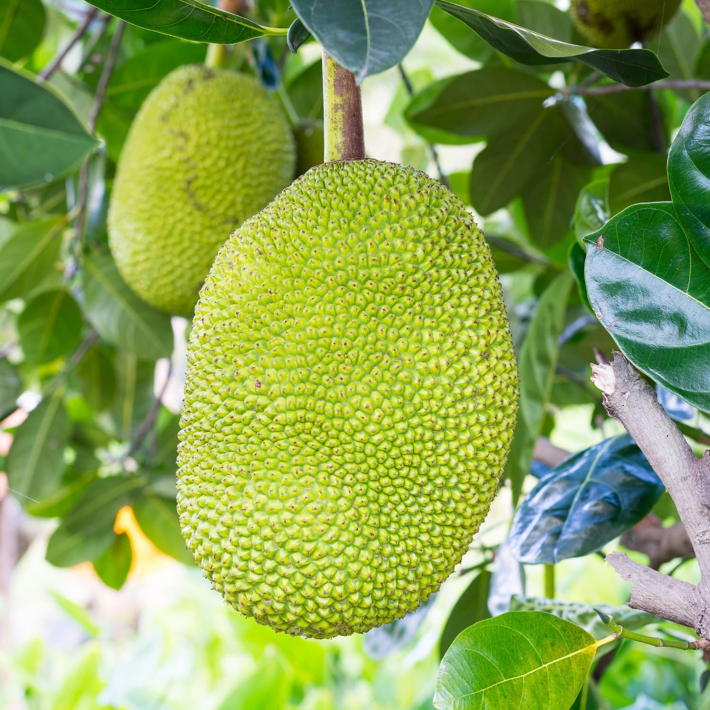 Jackfruit Plant, 6-10 Inch Live Tropical Jackfruit Fruit Tree, 4 Inch Pot, Large Sweet Fruit Starter Plant