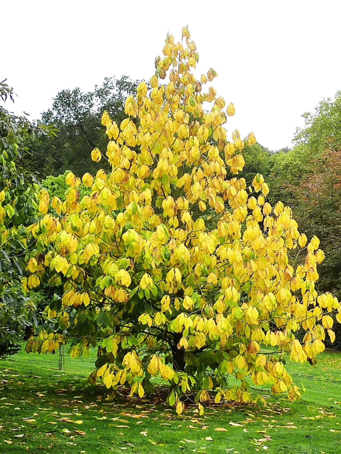American Plant Exchange Paw Paw Tree, Live 1-Gallon Pot, Tropical-Looking Leaves, Edible Fruit, Banana-Pineapple-Mango Flavor, Full Sun to Partial Shade, Requires Multiple Trees for Pollination