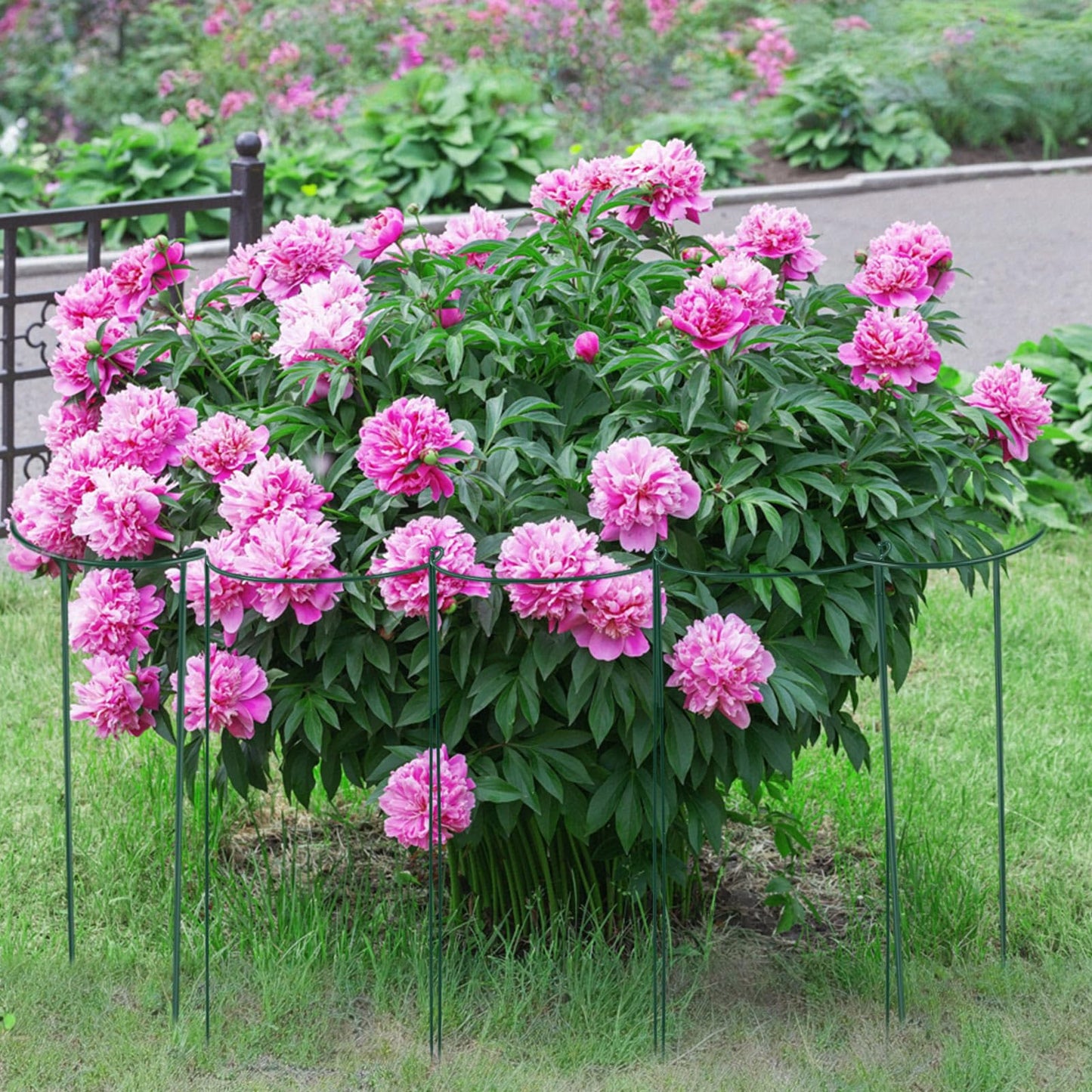 Tioncy 6 Pcs 48 H x 15.8 W Plant Support Stakes Cages for Garden, Metal Half Round Plants Tension Rods for Indoor Outdoor Large Tall Flower Vegetables Tomato Peony Rose Support