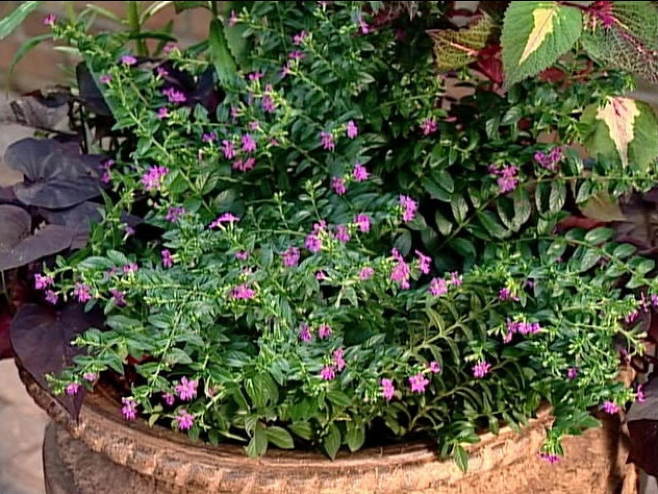 American Plant Exchange Mexican Heather – 6-Inch with Pot – Live Flowering Plant with Lavender or White Blooms, Easy Care Groundcover for Home, Garden, or Patio Decor