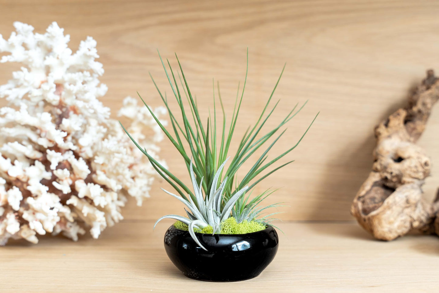 Air Plant Shop Fully Assembled Tillandsia Air Plant Dish Garden in Black Glazed Container - Wholesale and Bulk - Succulents - Live Tillandsia - Easy Care Indoor and Outdoor House Plants