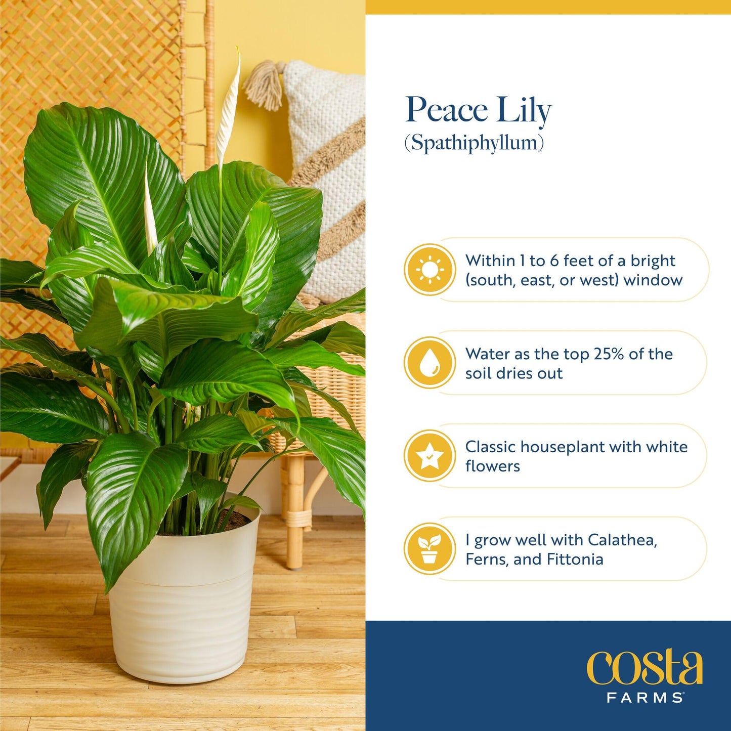 Costa Farms Peace Lily Live Indoor Plant, Spathiphyllum in Decorative Pot, Easy Care Houseplant, Natural Air Purifier, Flowering Office or Home Decor, Gift, 14-24 Inches Tall