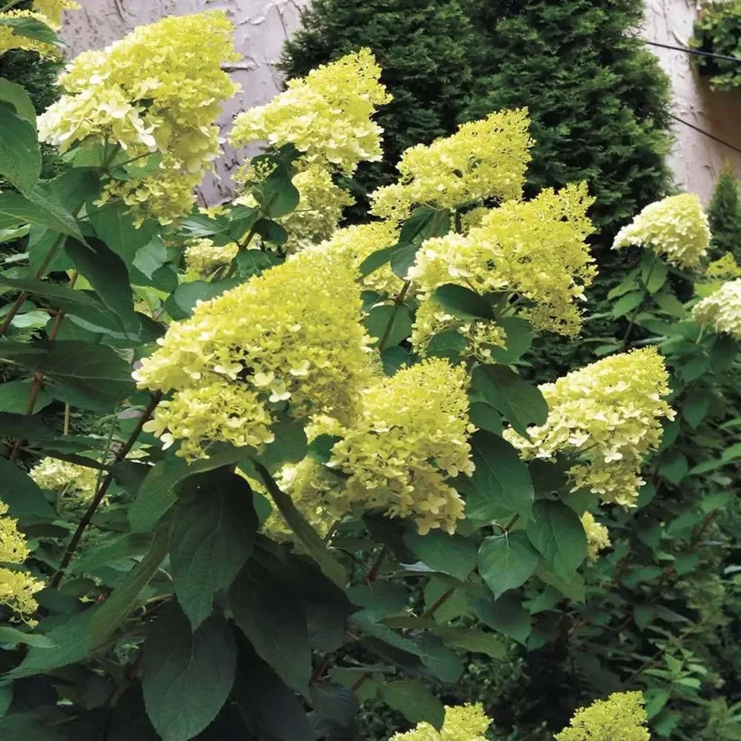 Wayside Gardens Hydrangea Limelight (PW) Pot 2 QT