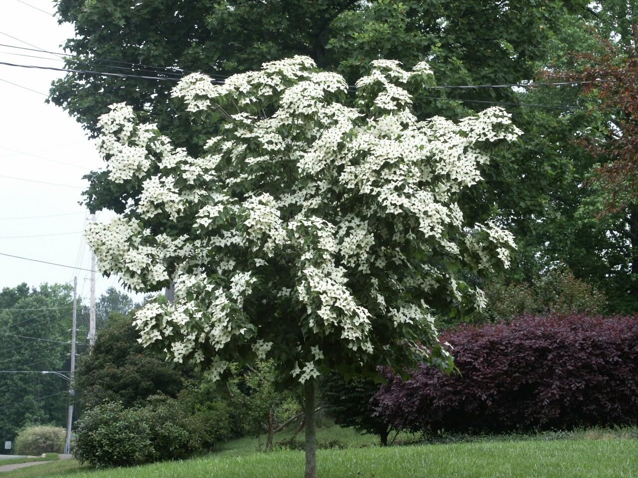 Live Plant - Kousa Japanese Dogwood Tree - 12-18" Tall Live Plant - Quart Pot - Cornus kousa