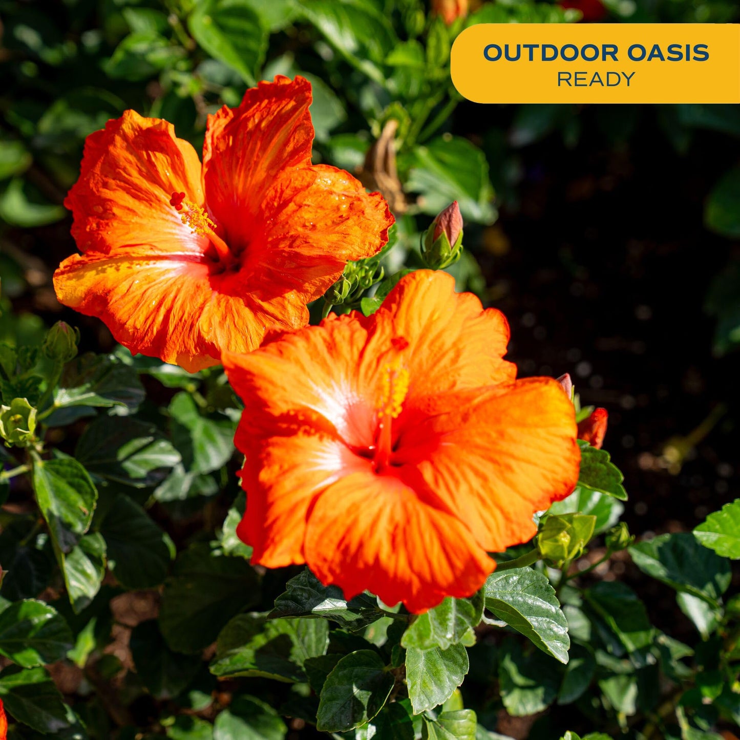 Costa Farms Live Orange Hibiscus Plant, Exotic Tropical Outdoor Flowering Shrub, 16-Inches Tall - Real Summer Garden Flowers for Patio, Deck & Porch - Hummingbird & Pollinator Attractor