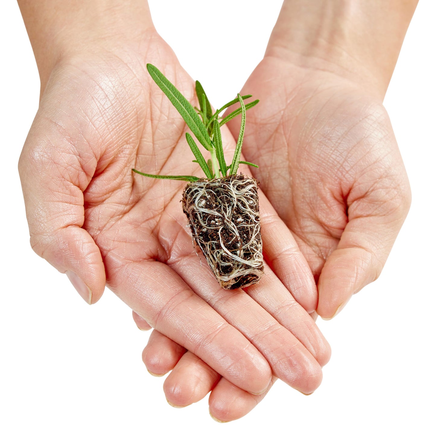Bonnie Plants Roma Tomato Plugs, Live Plants, Ideal for Raised Beds and In-Ground Gardens, Paste Tomato Good for Fresh Eating, Cooking, and Preserving, 3 Cubic in., 6-Pack