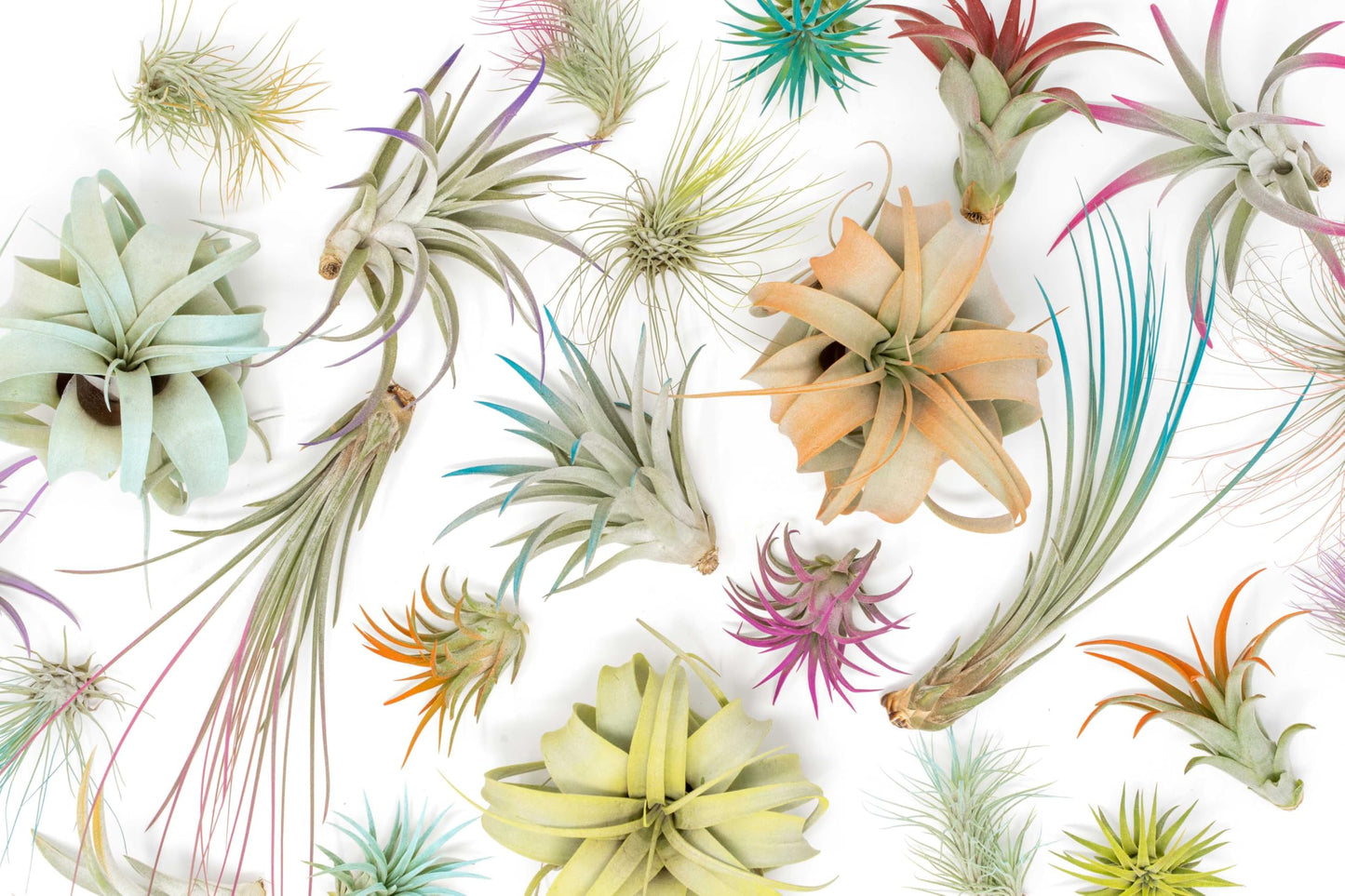 Colorful Mini Tillandsia Xerographica Air Plants in Custom Vibrant Tones - (Frost, Pack of 3)