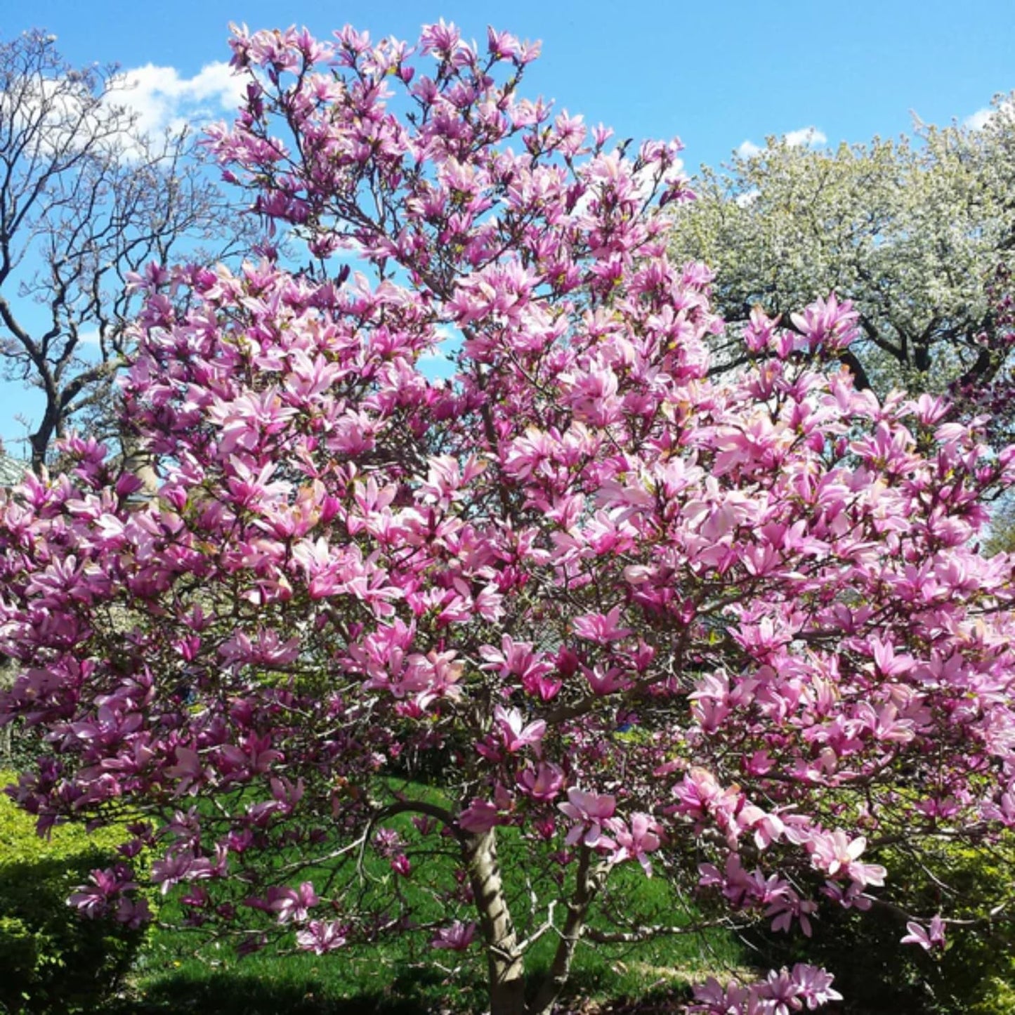 Ann Magnolia Tree Live Plant 6 to 12 Inch Height, Fragrant Magnolia Plant Live to Grow, Magnolia Bush Flowers in 3 Inch Pot