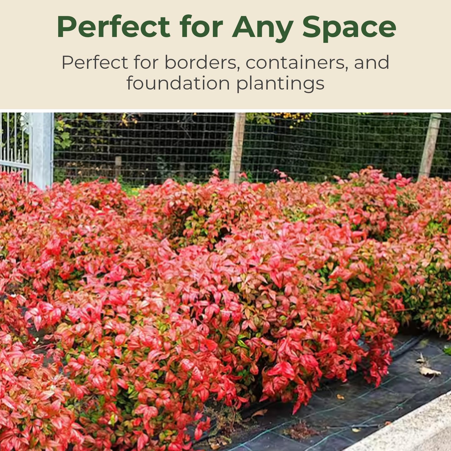 2.5 qt. Nandina Fire Power Shrub - Compact & Dense Dwarf Evergreen Shrubs w/Striking Pinnate Leaves - Ornamental Shrubs for Borders, Mass Plantings,Low Hedges, Rockeries or Perennial Gardens