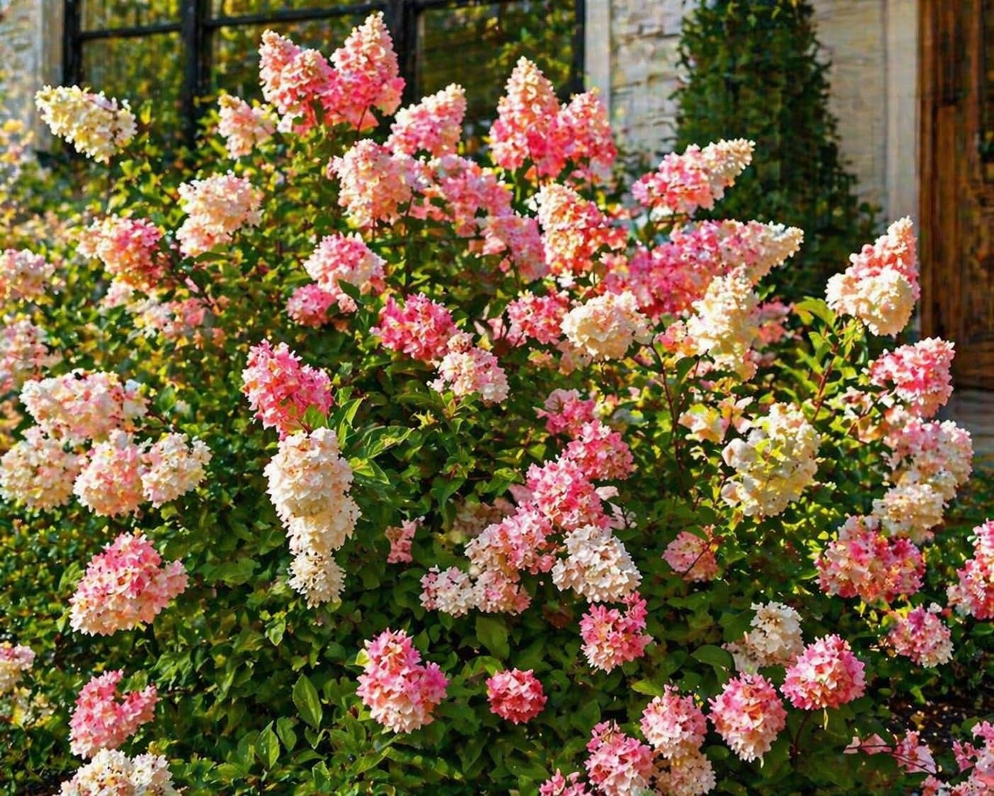 First Editions® Vanilla Strawberry™ Hydrangea Plug – Hydrangea paniculata ‘Renhy’ Starter Plant, Color-Changing White to Pink Blooms, Hardy Flowering Shrub for Garden & Landscape (1)