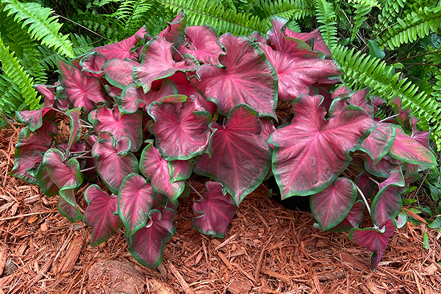 Cherry Tart Caladium Bulbs for Planting - Perennial Hosta, Elephant Ears (10 Bulbs)