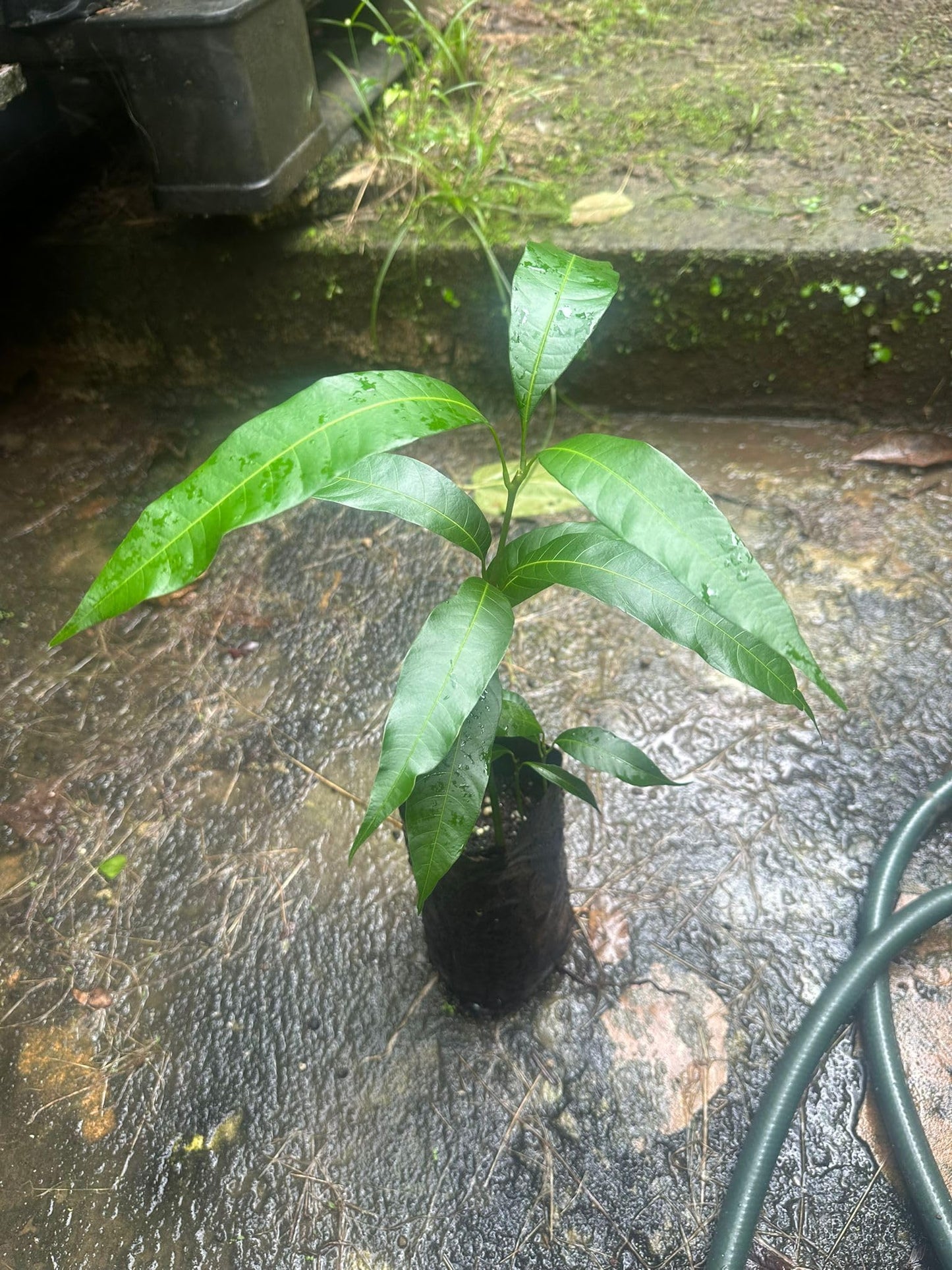 Pineapple Mango Tree – 8–12 in Live Tropical Fruit Tree Seedling (Mangifera Indica) | Naturally Grown from Seed | Sweet, Pineapple-Flavored Mango Variety | Live Plant for Home Garden or Patio